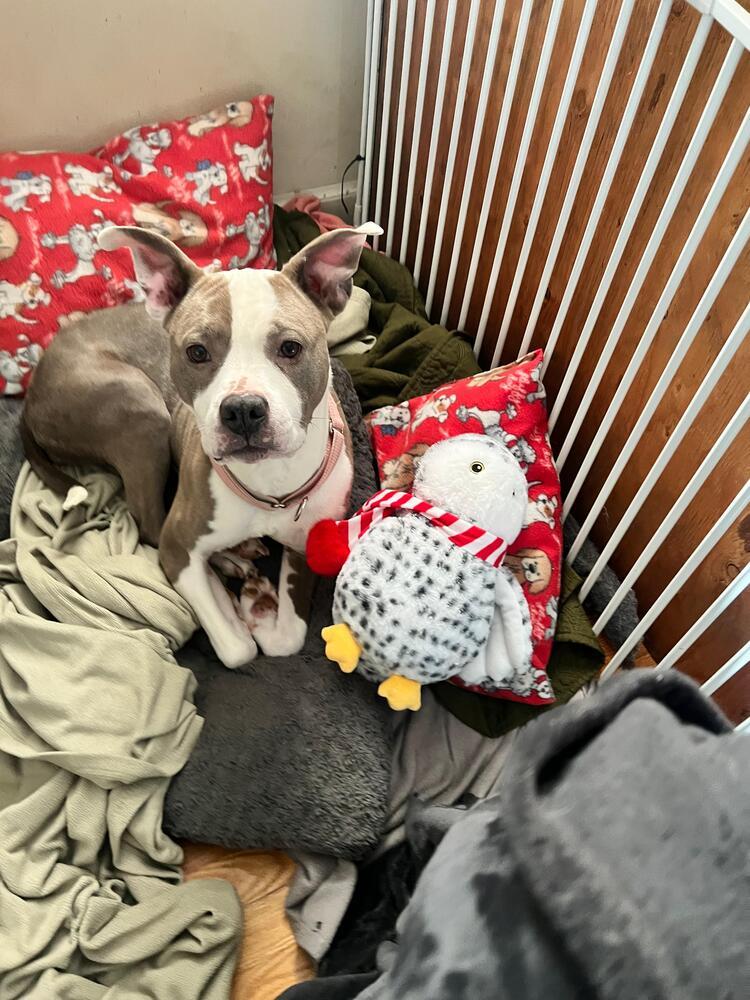 Enlarge Harley (FOSTERED LOCALLY), a Adoptable mixed breed in Leverett, MA image 1/6