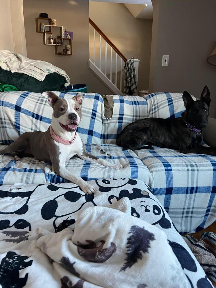 Enlarge Harley (FOSTERED LOCALLY), a Adoptable mixed breed in Leverett, MA image 3/6