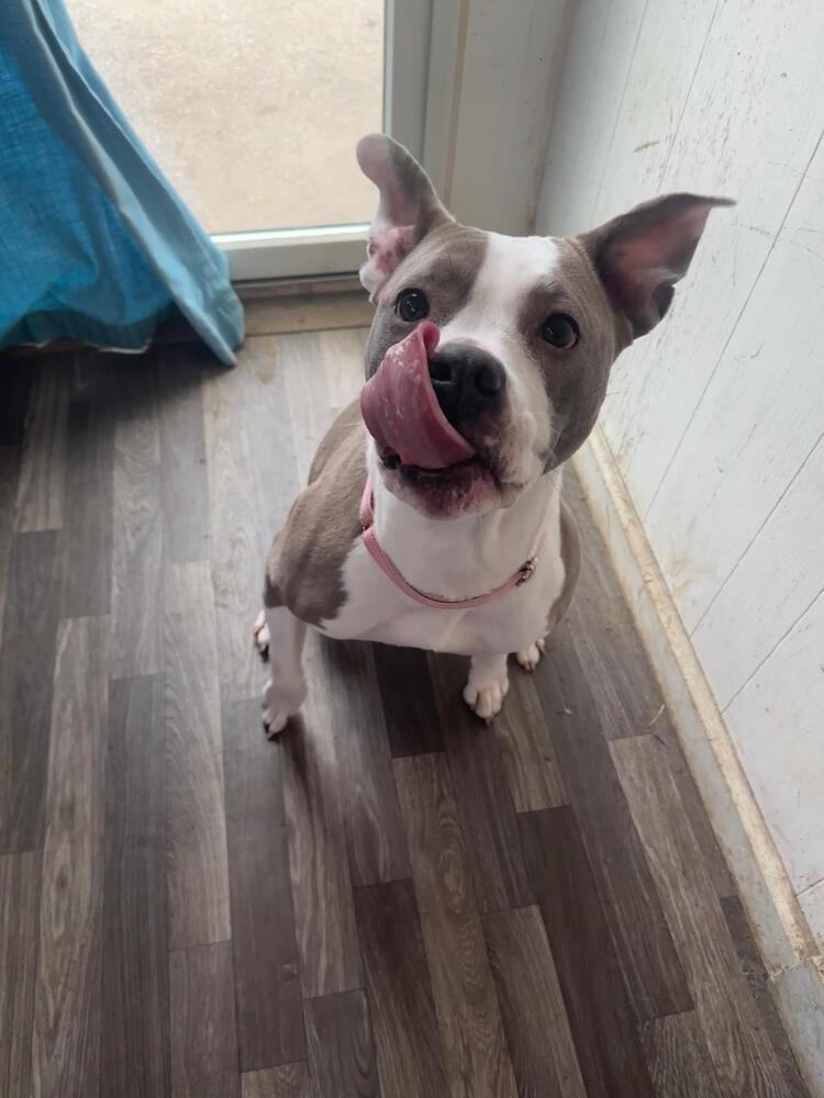 Enlarge Harley (FOSTERED LOCALLY), a Adoptable mixed breed in Leverett, MA image 4/6