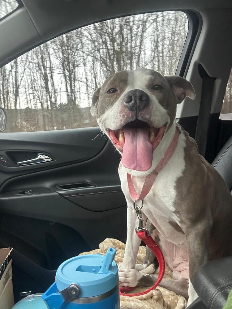 Enlarge Harley (FOSTERED LOCALLY), a Adoptable mixed breed in Leverett, MA image 5/6