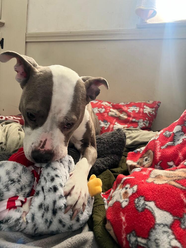 Enlarge Harley (FOSTERED LOCALLY), a Adoptable mixed breed in Leverett, MA image 5/6