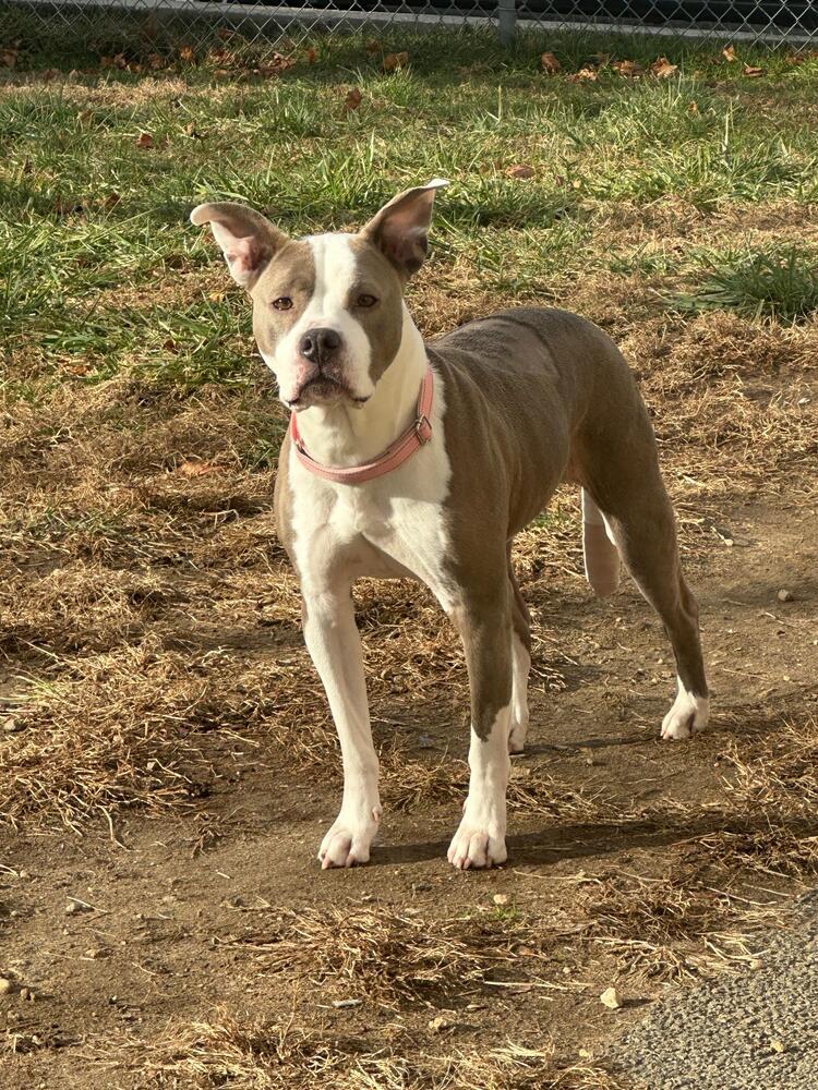 Enlarge Harley (FOSTERED LOCALLY), a Adoptable mixed breed in Leverett, MA image 6/6
