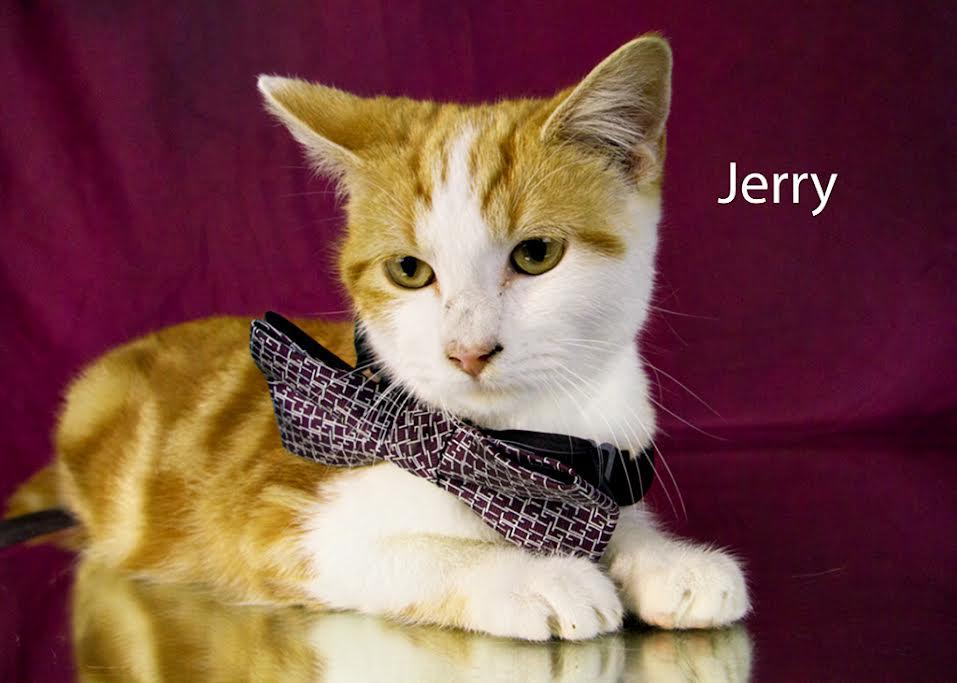 Jerry, adopted, Kitten Male Domestic Short Hair.
