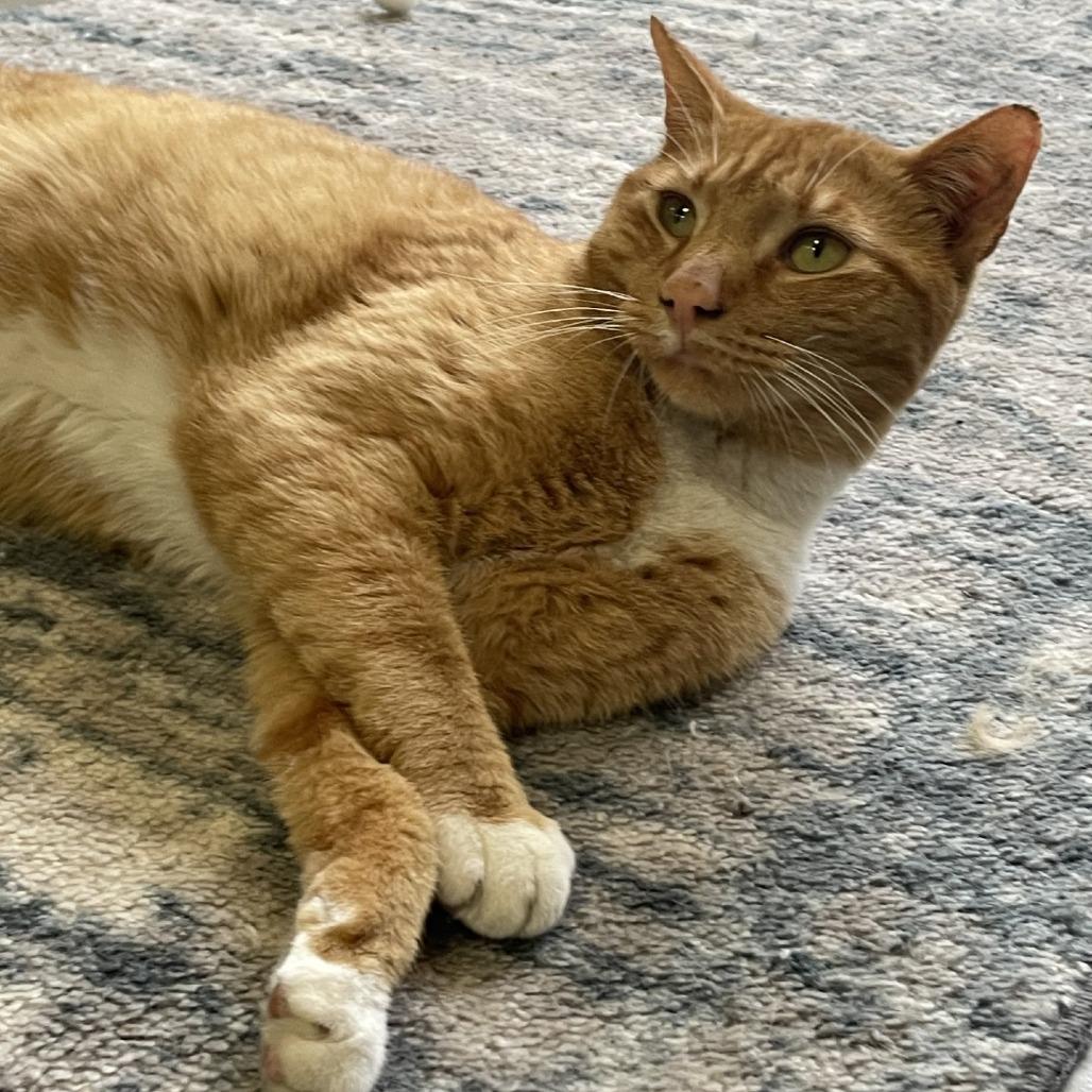 Enlarge Sam, a Adoptable Domestic Short Hair in Wantagh, NY image 5/6