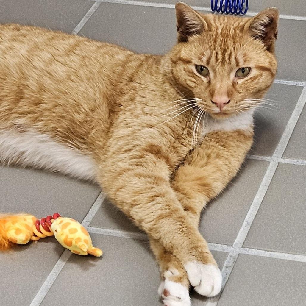 Enlarge Sam, a Adoptable Domestic Short Hair in Wantagh, NY image 6/6