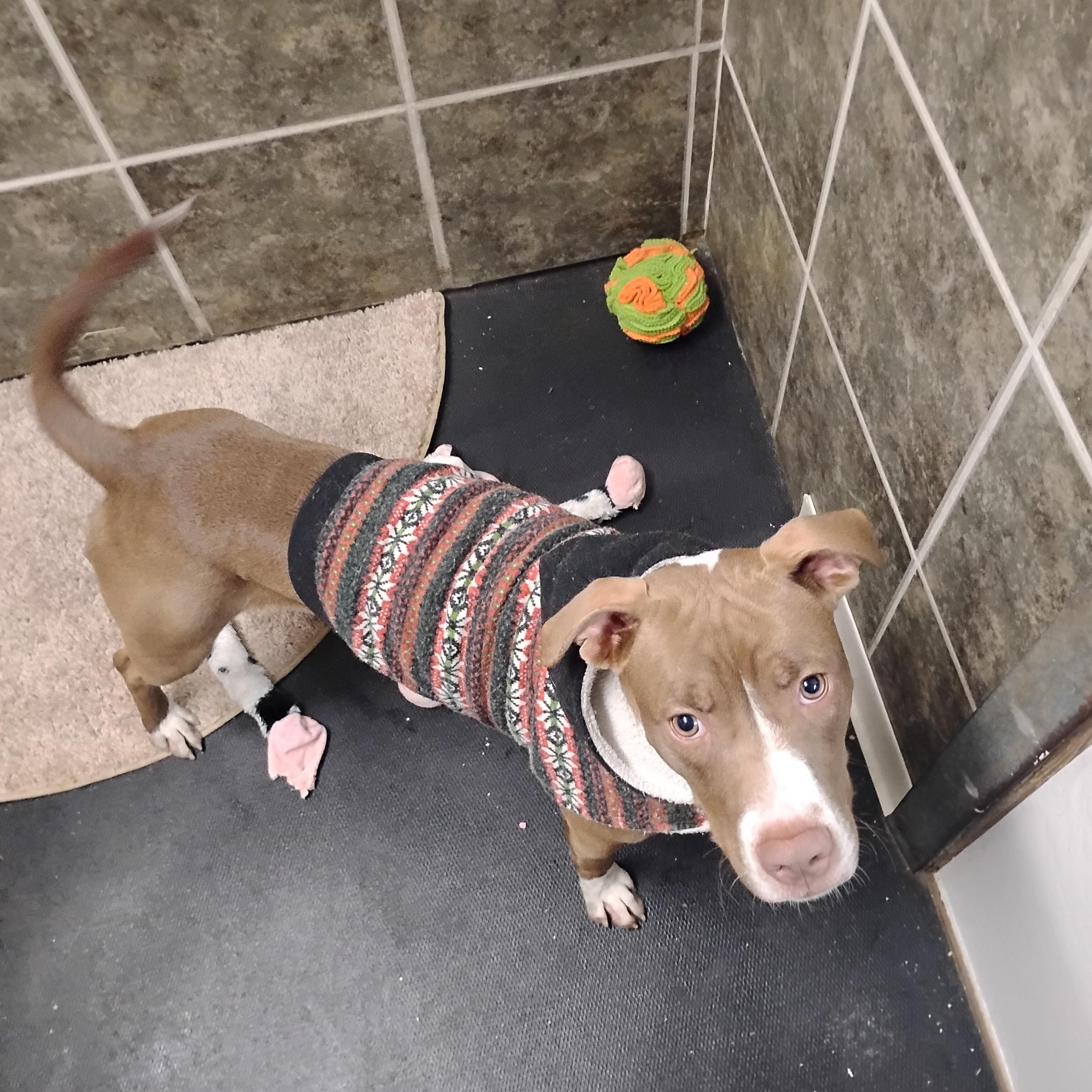 Enlarge Fries, an adopted mixed breed in CHARLEROI, PA image 3/3