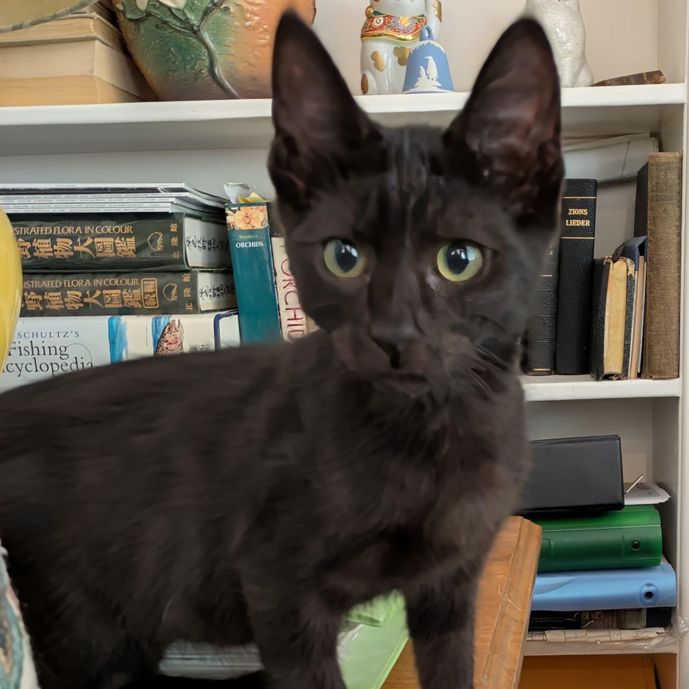 Styx, Adopted, Young Male Domestic Short Hair.