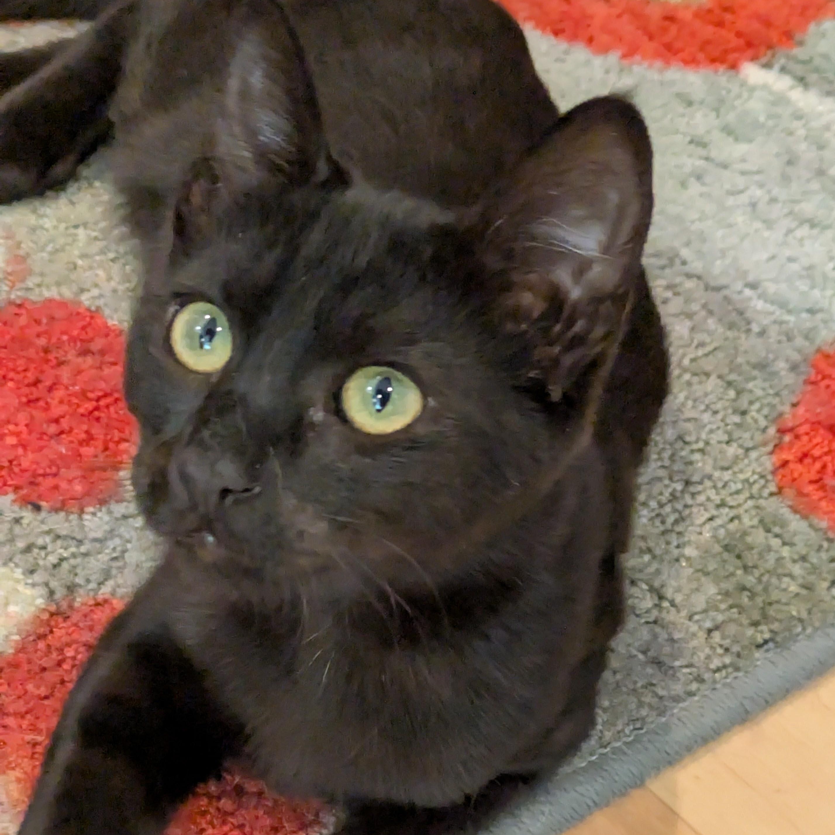 Enlarge Styx, a Adopted mixed breed in Benicia, CA image 2/5