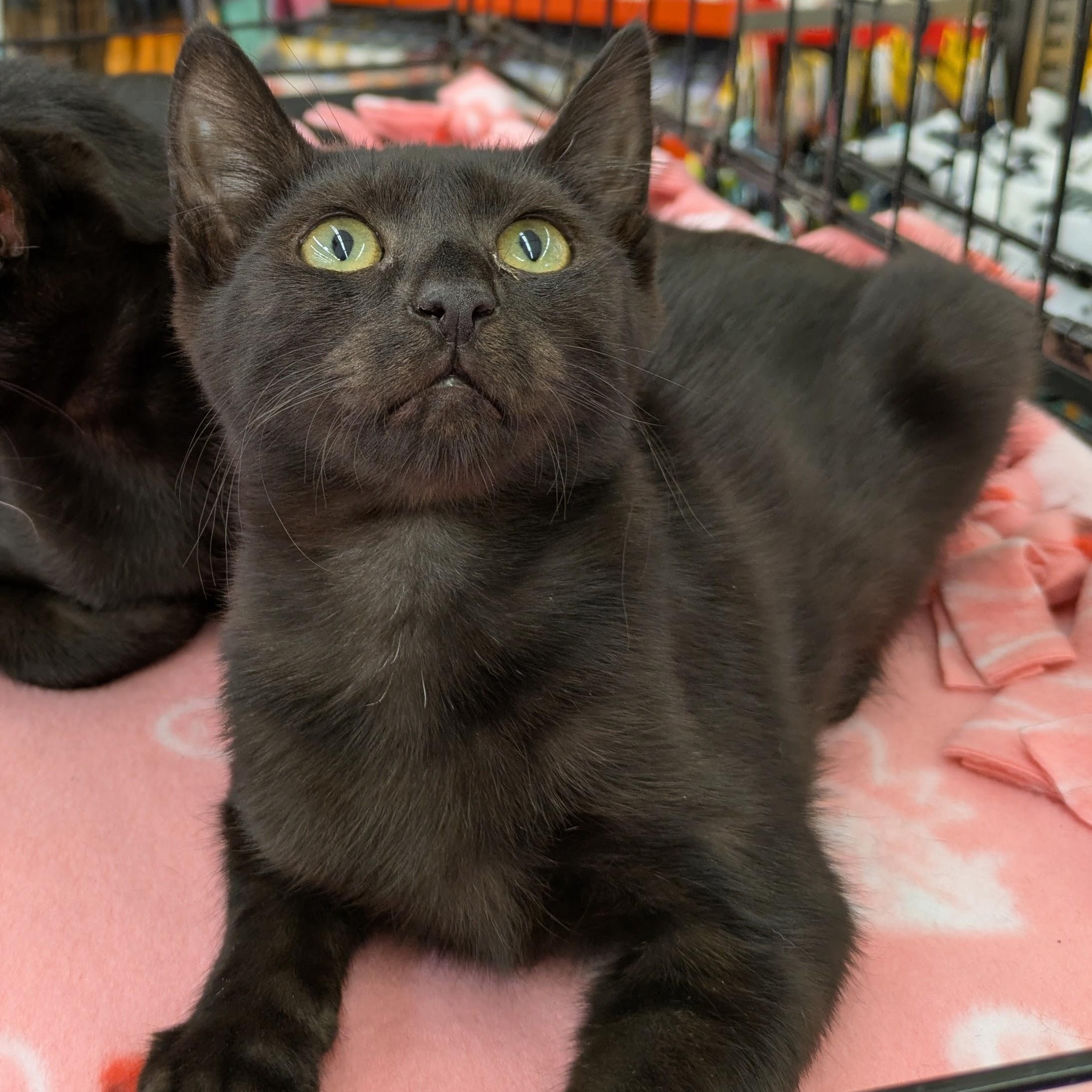 Enlarge Styx, a Adopted mixed breed in Benicia, CA image 3/5