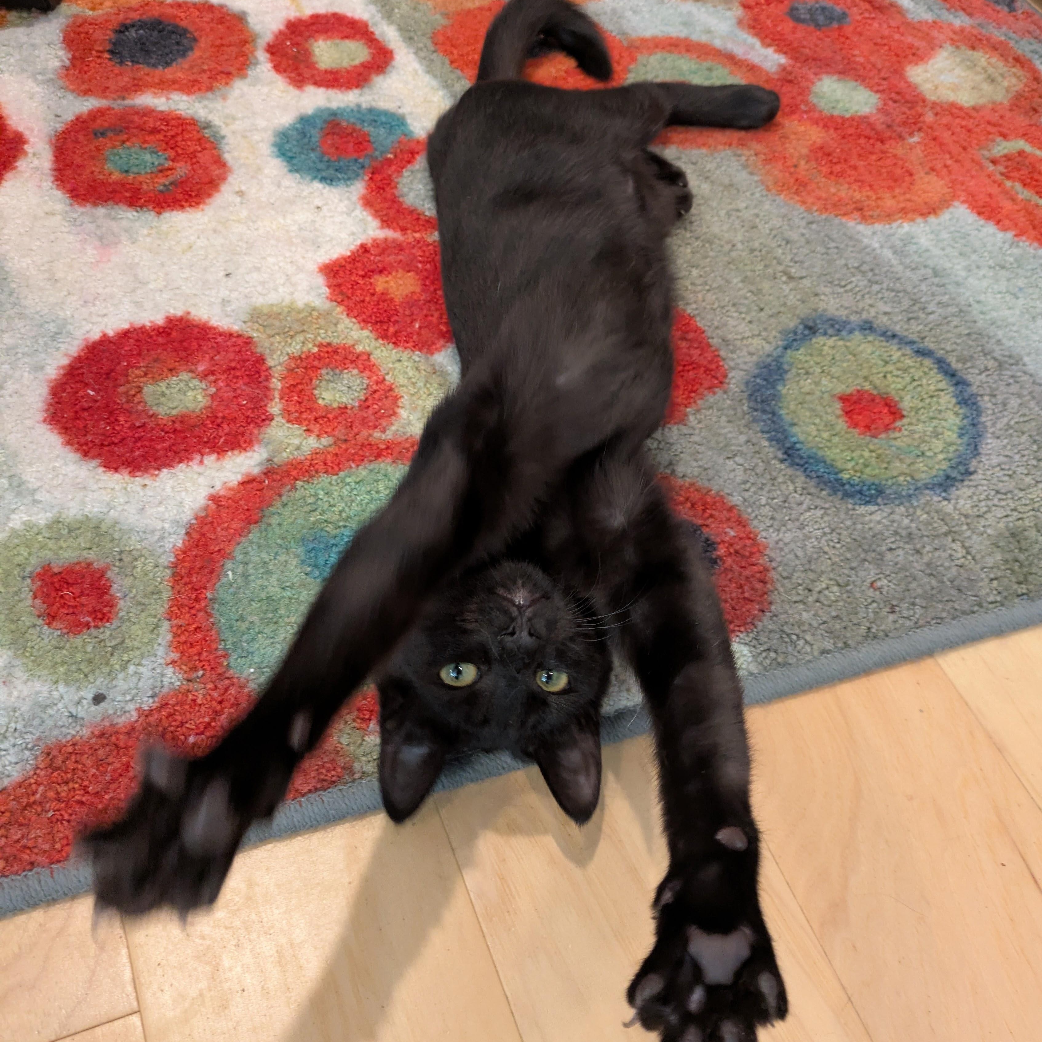 Enlarge Styx, a Adopted mixed breed in Benicia, CA image 4/5