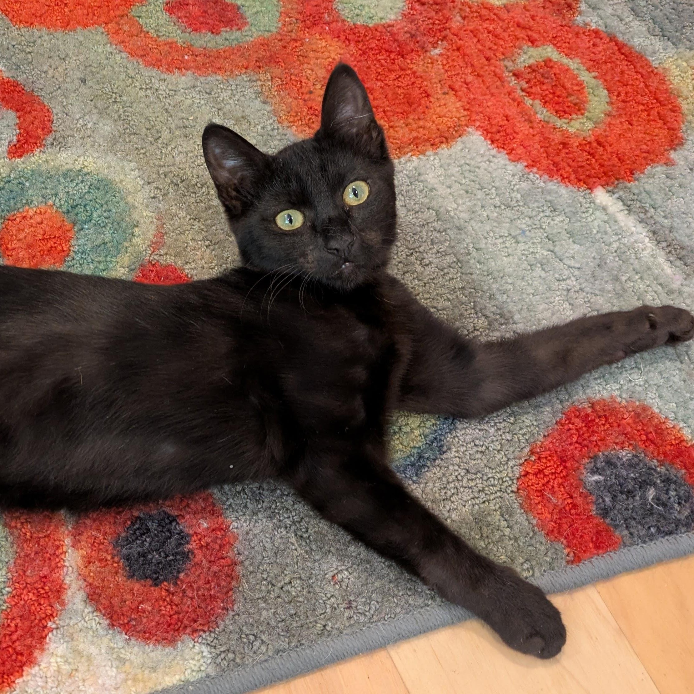 Enlarge Styx, a Adopted mixed breed in Benicia, CA image 5/5