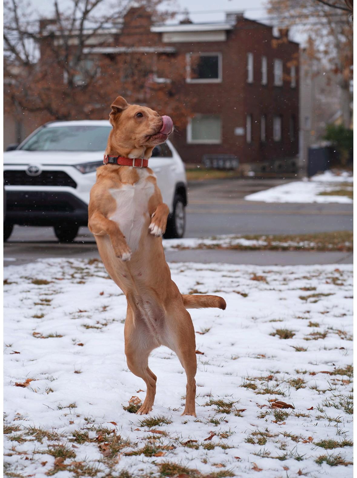 Mocha, an adoptable Labrador Retriever, Cattle Dog in salt lake city, UT, 84102 | Photo Image 5