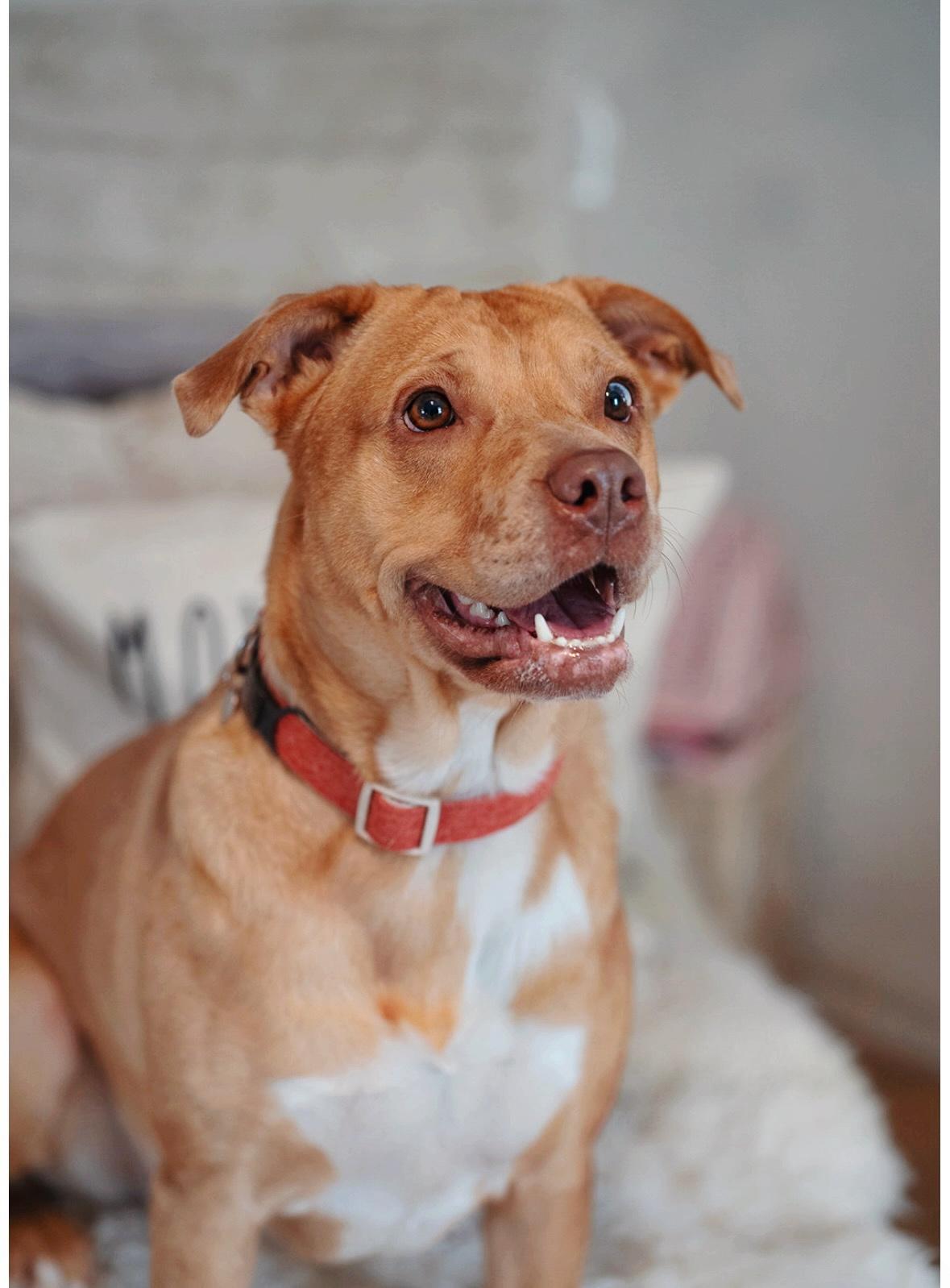 Mocha, an adoptable Labrador Retriever, Cattle Dog in salt lake city, UT, 84102 | Photo Image 2