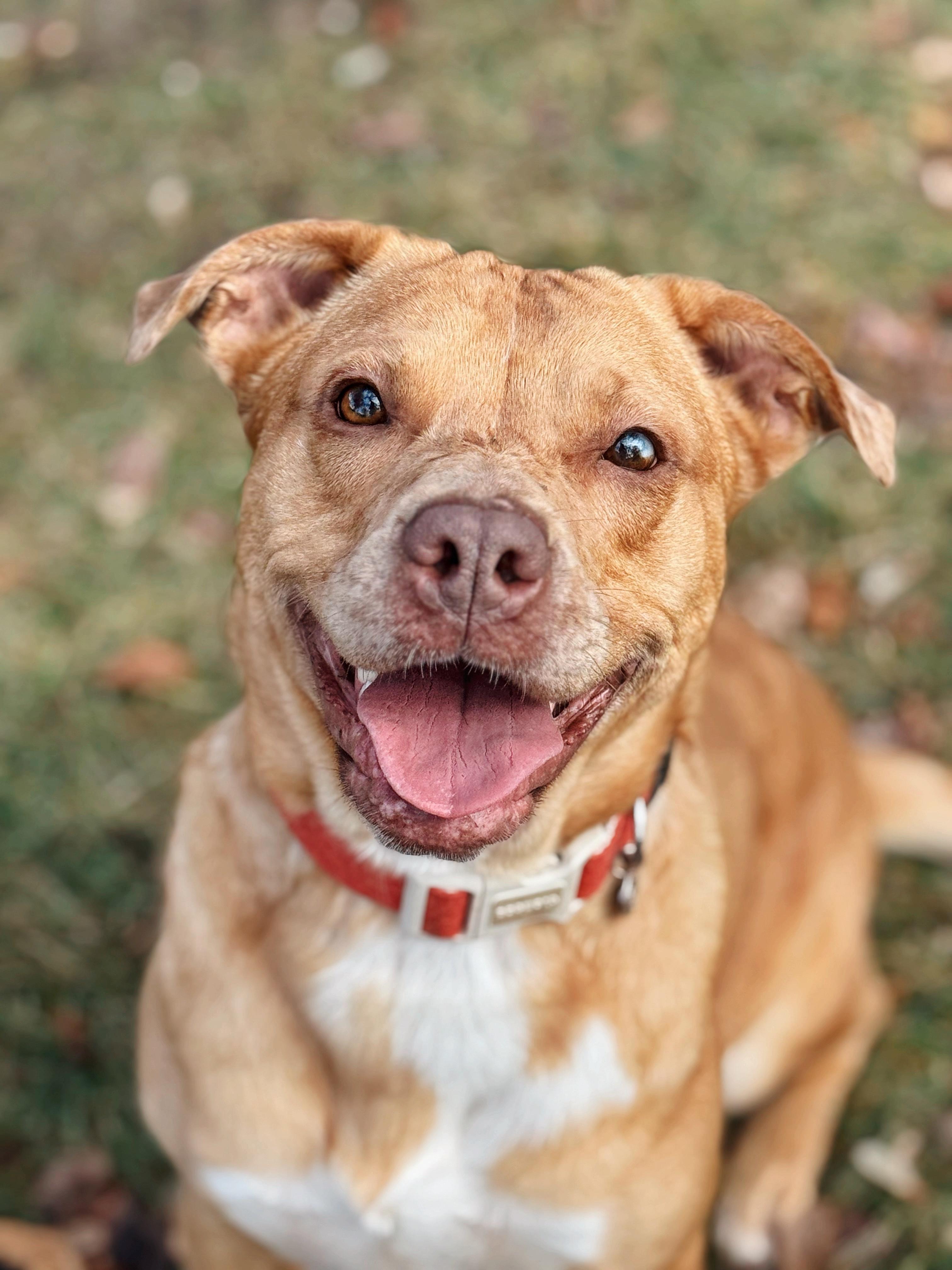 Enlarge Mocha, a Adoptable mixed breed in Elk River, MN image 1/6