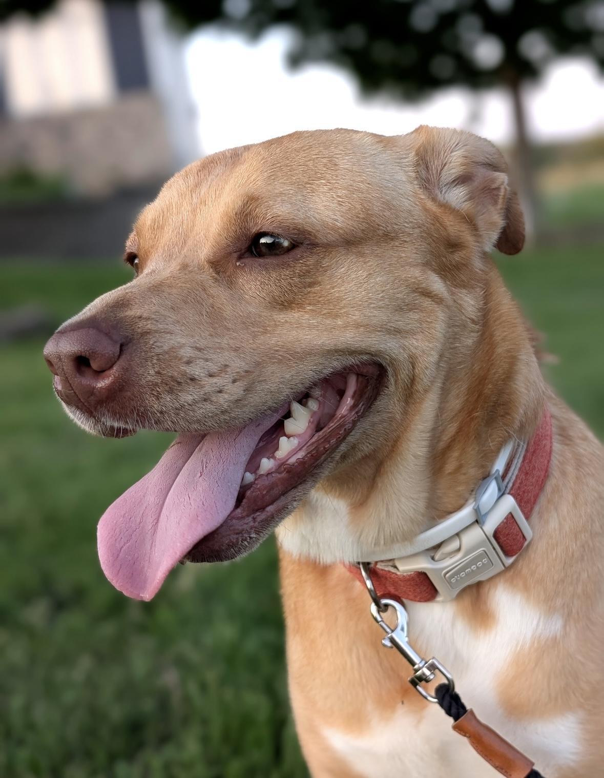 Mocha, an adoptable Australian Cattle Dog / Blue Heeler, Boxer in Elk River, MN, 55330 | Photo Image 6