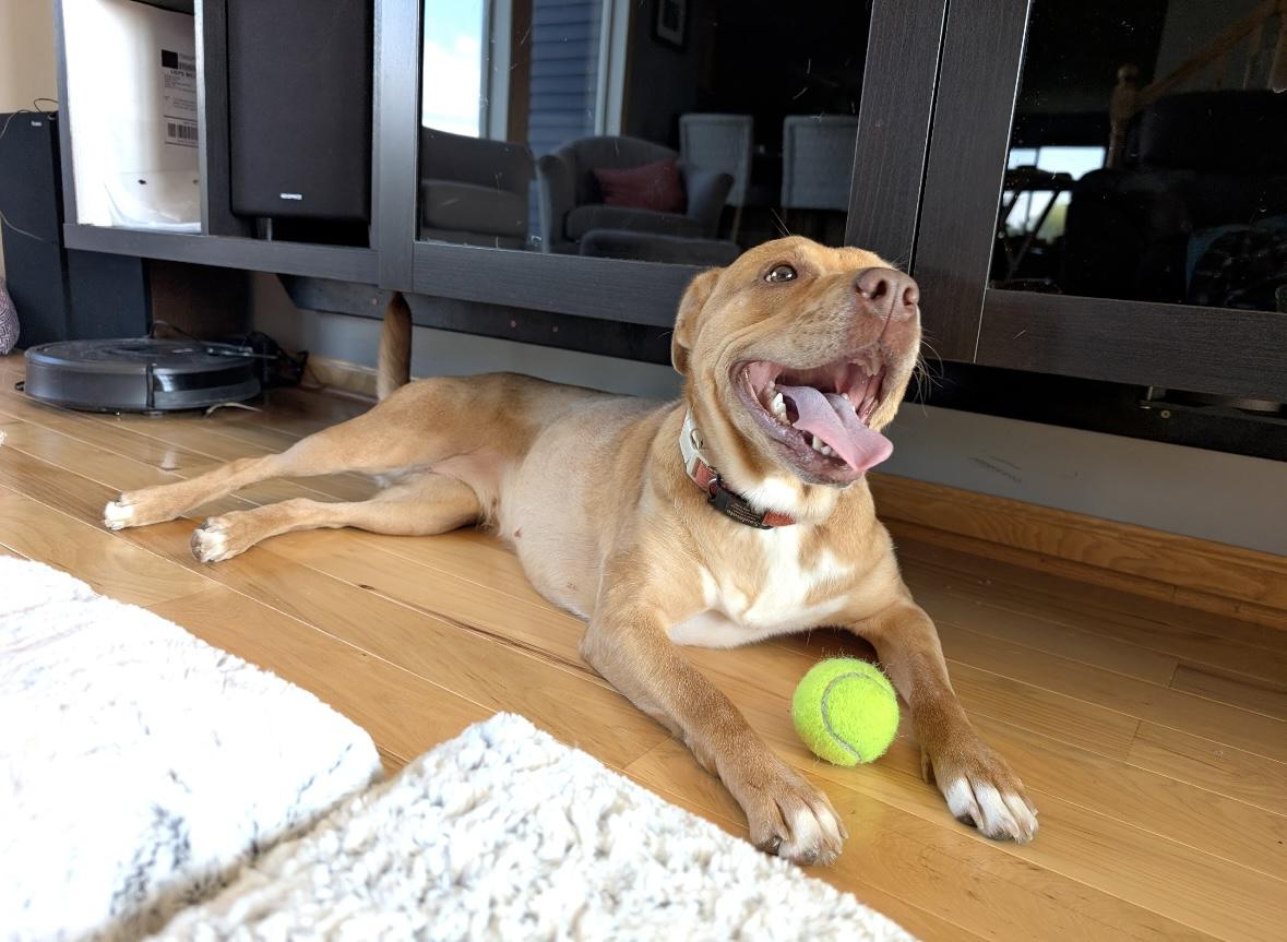 Enlarge Mocha, a Adoptable mixed breed in Elk River, MN image 4/6