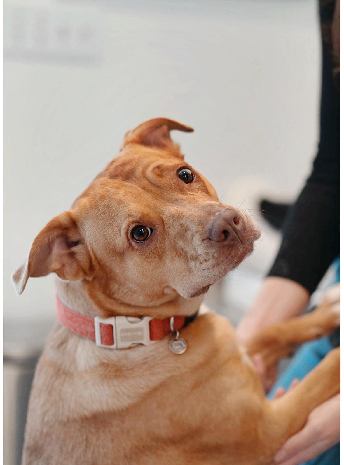 Mocha, an adoptable Labrador Retriever, Cattle Dog in salt lake city, UT, 84102 | Photo Image 3