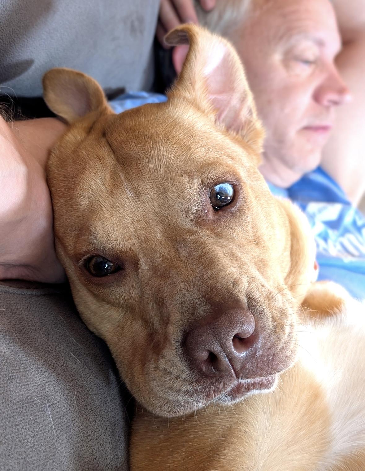 Mocha, an adoptable Australian Cattle Dog / Blue Heeler, Boxer in Elk River, MN, 55330 | Photo Image 4