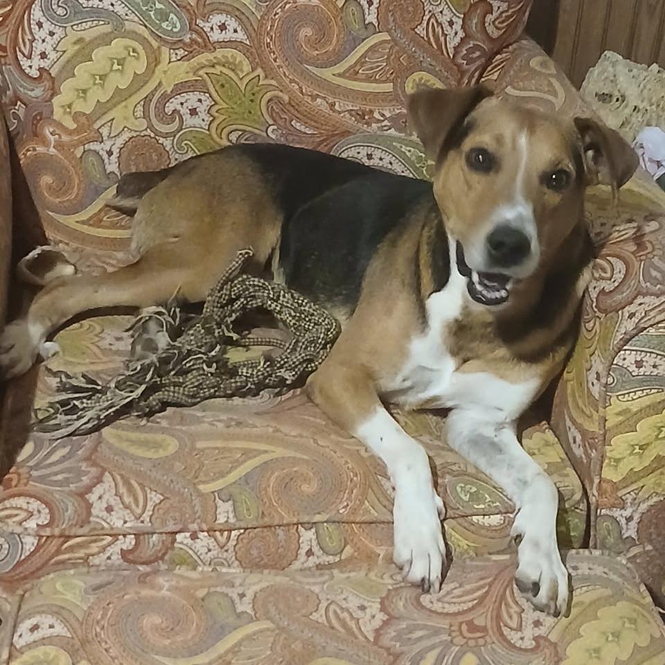 Kramer, Adoptable, Adult Male Hound & Mixed Breed.
