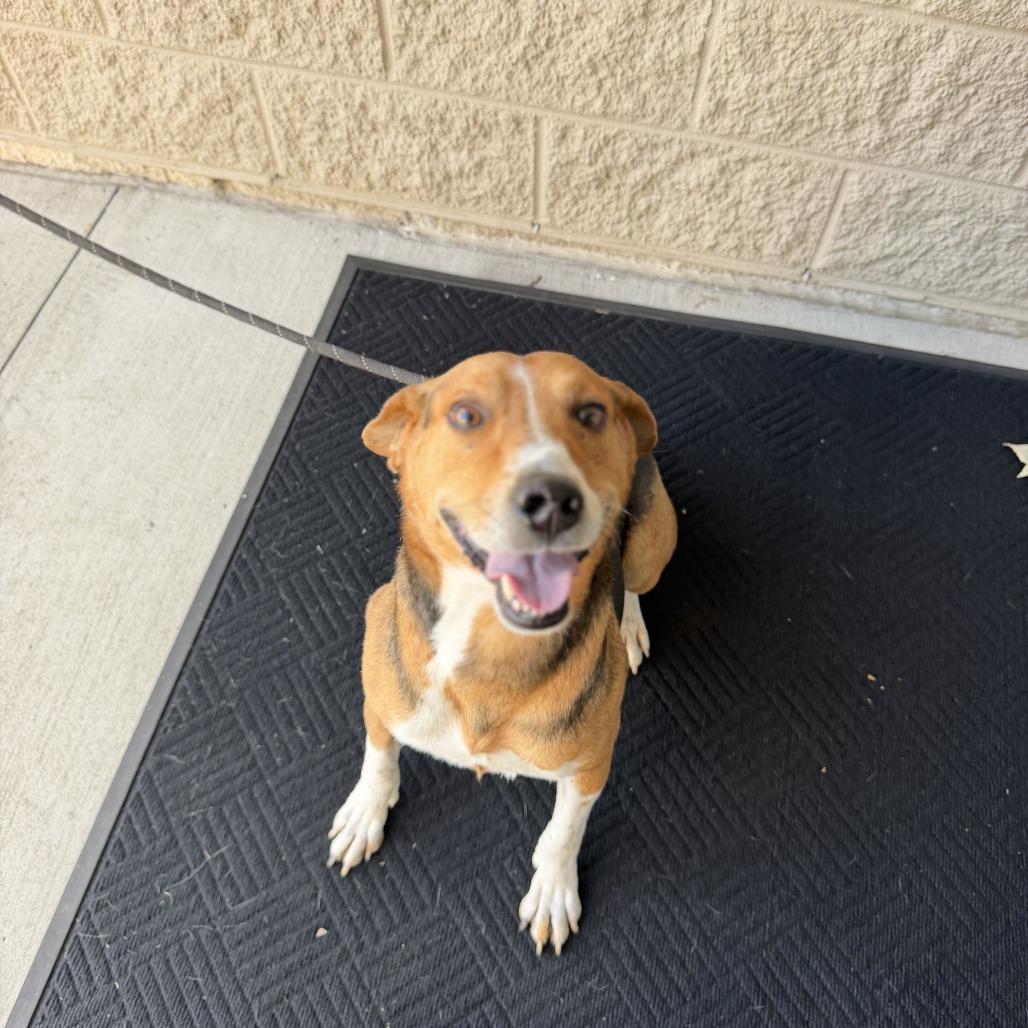 Kramer, a Adoptable mixed breed in Fayetteville, AR image 2/6