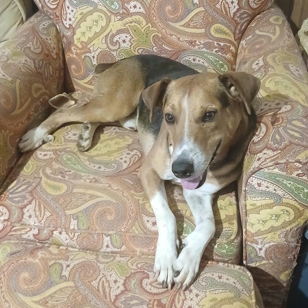 Kramer, a Adoptable mixed breed in Fayetteville, AR image 3/6