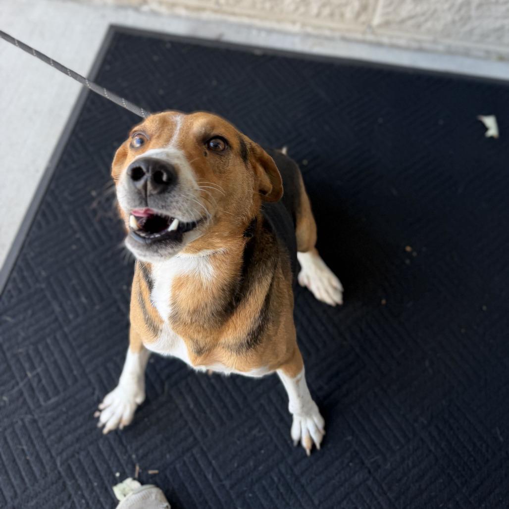 Kramer, a Adoptable mixed breed in Fayetteville, AR image 4/6