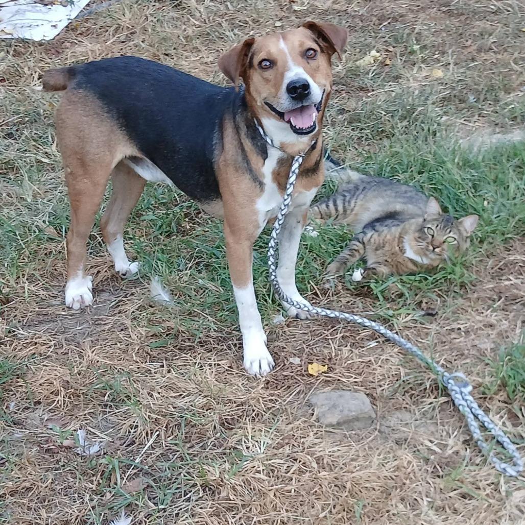 Kramer, a Adoptable mixed breed in Fayetteville, AR image 5/6