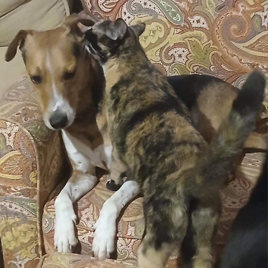 Kramer, a Adoptable mixed breed in Fayetteville, AR image 6/6