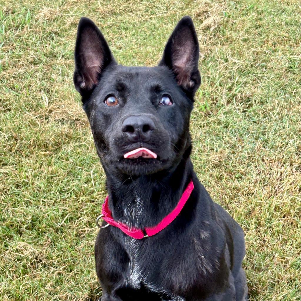 Luna, Adoptable, Adult Female Mixed Breed & Mixed Breed.