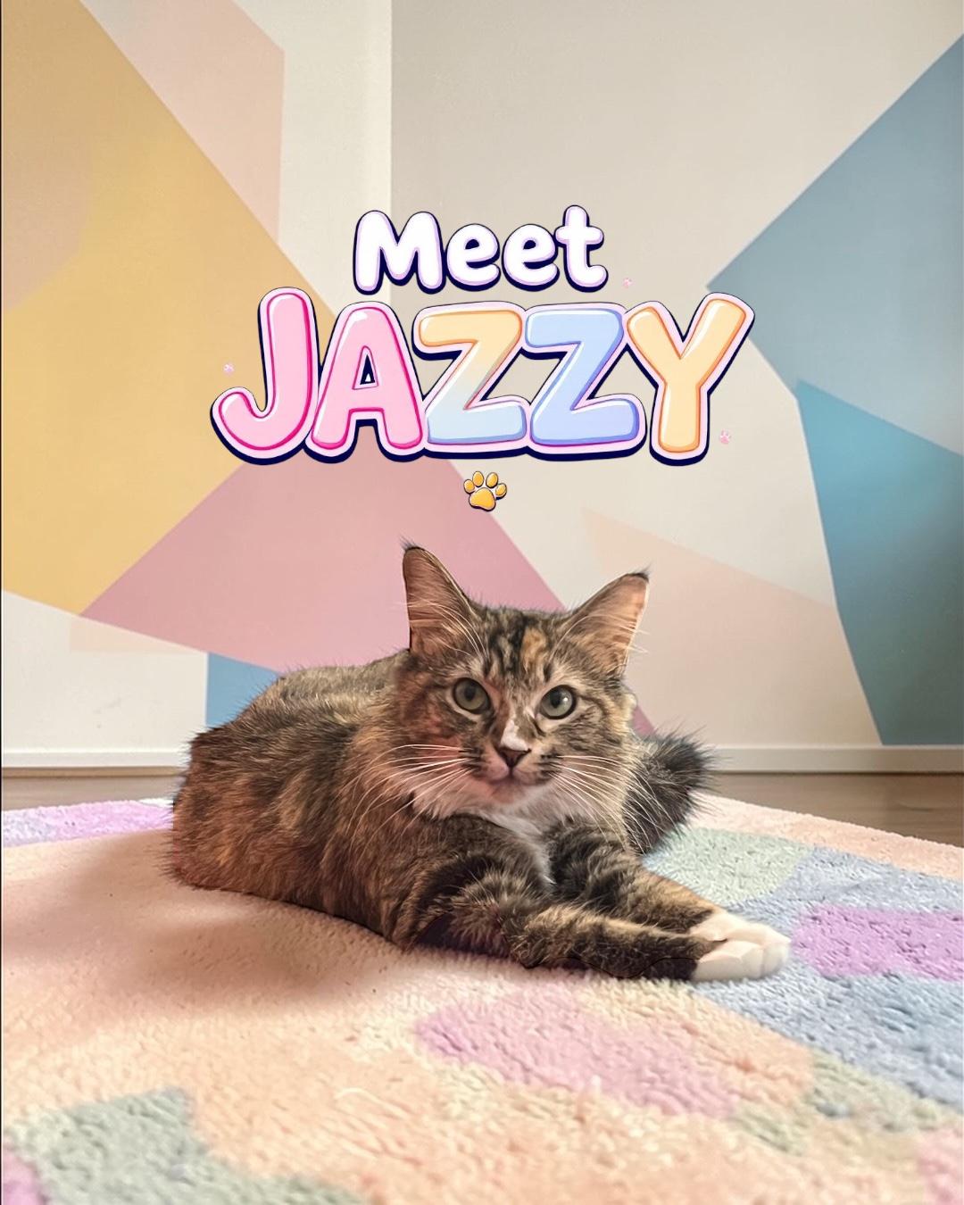 Jazzy, ADOPTABLE, Adult Female Domestic Long Hair.