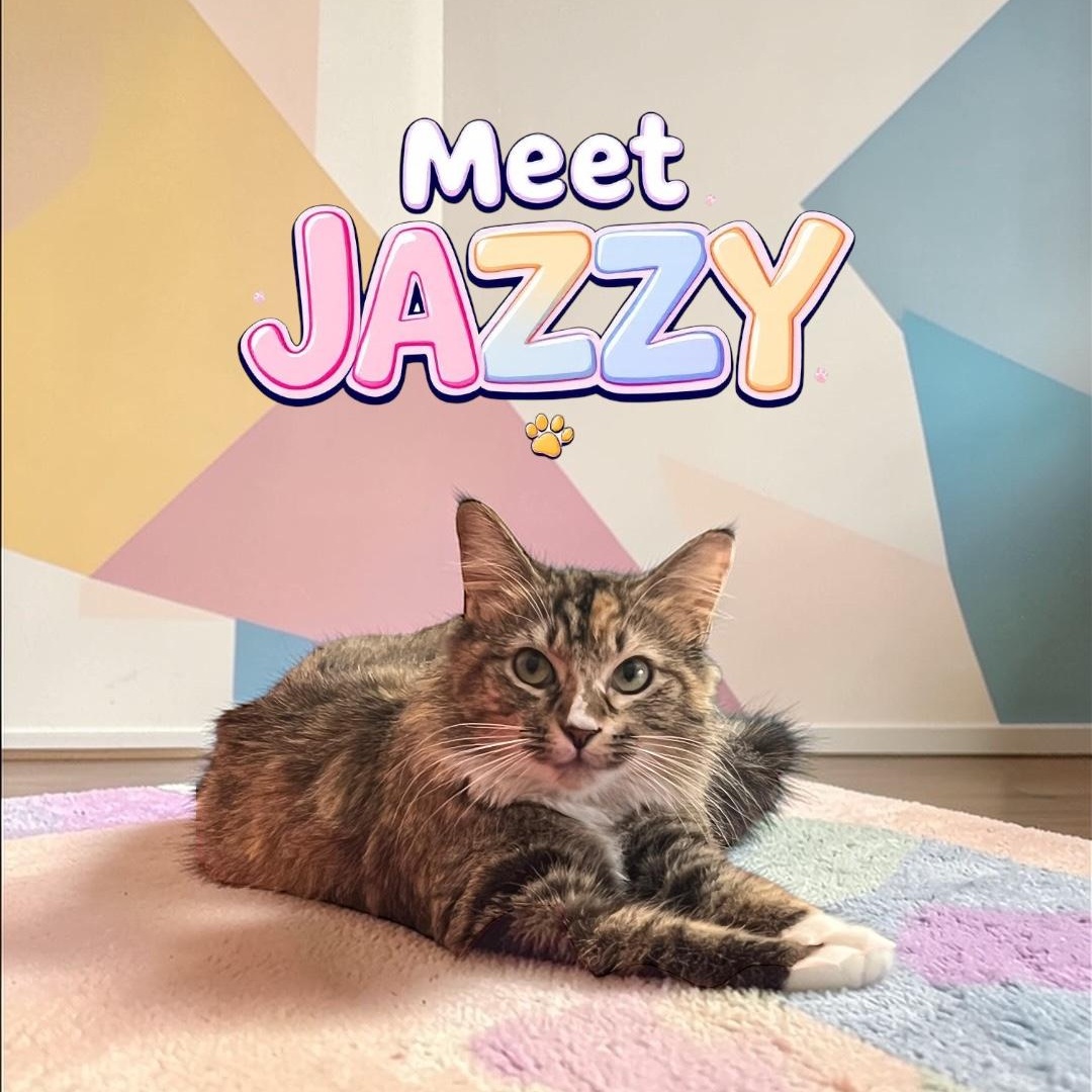 Enlarge Jazzy, a ADOPTABLE Domestic Long Hair in Boca Raton, FL image 1/5