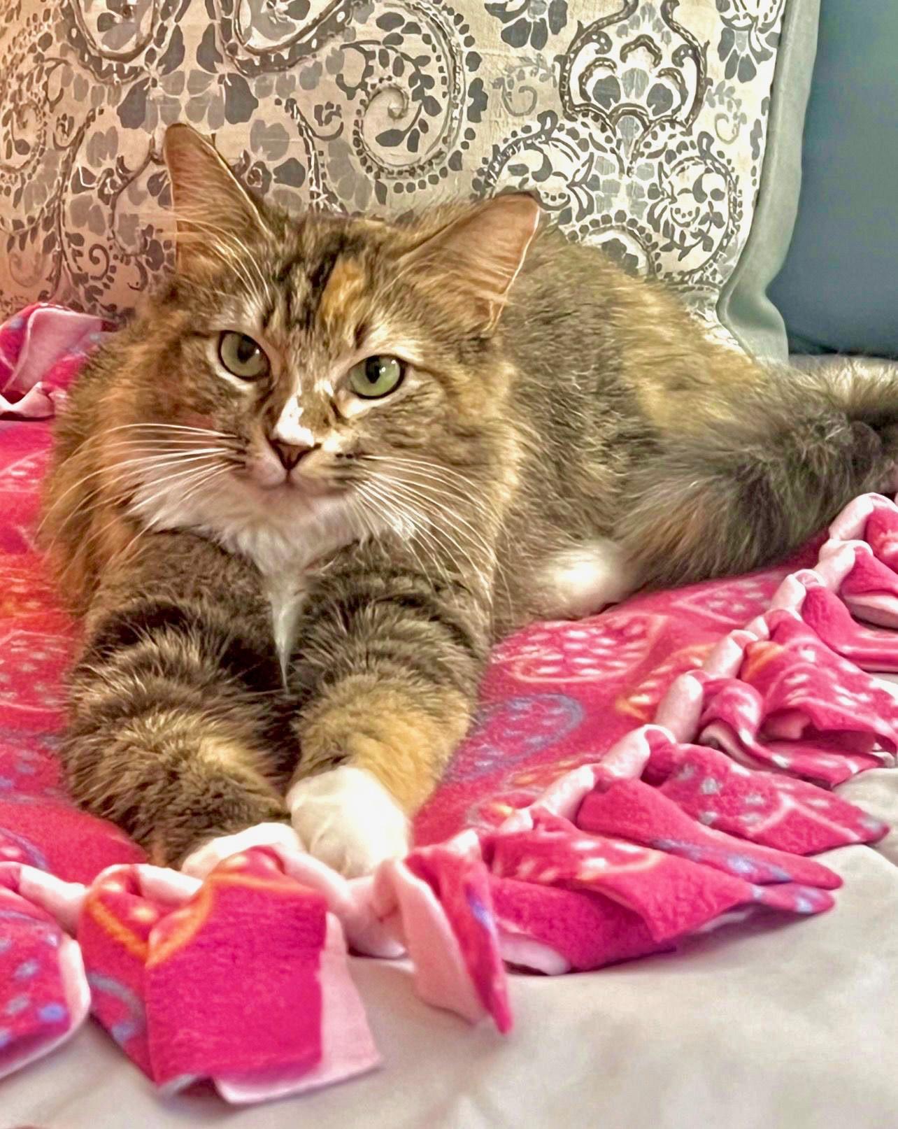 Enlarge Jazzy, a ADOPTABLE Domestic Long Hair in Boca Raton, FL image 2/5