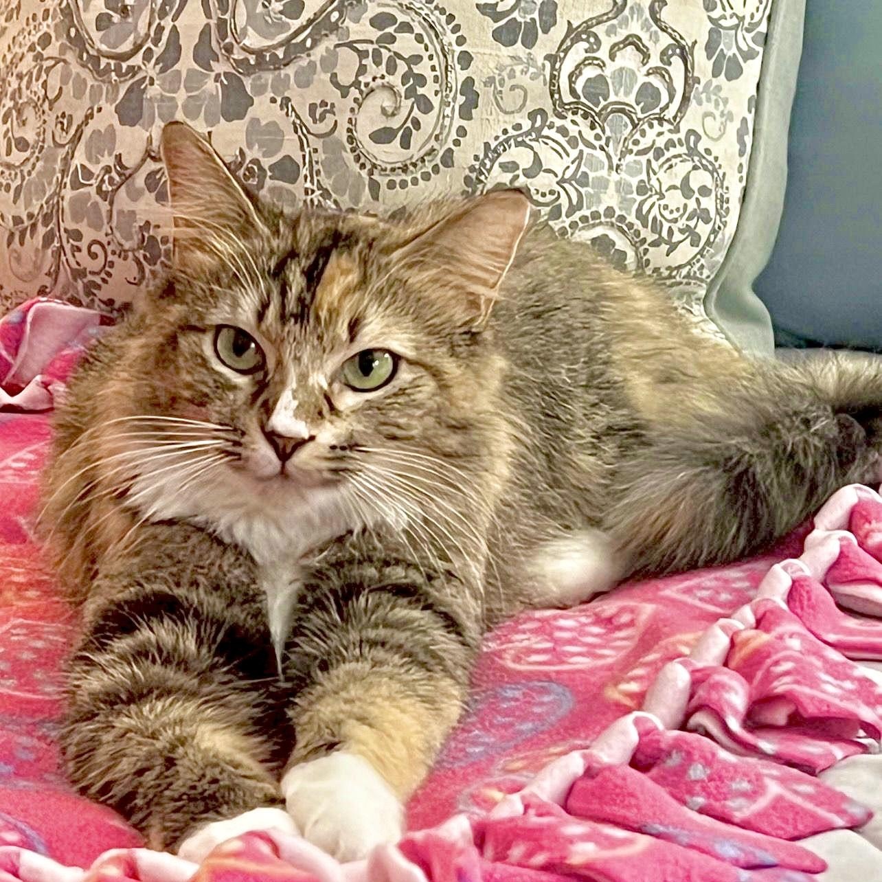 Enlarge Jazzy, a ADOPTABLE Domestic Long Hair in Boca Raton, FL image 5/5