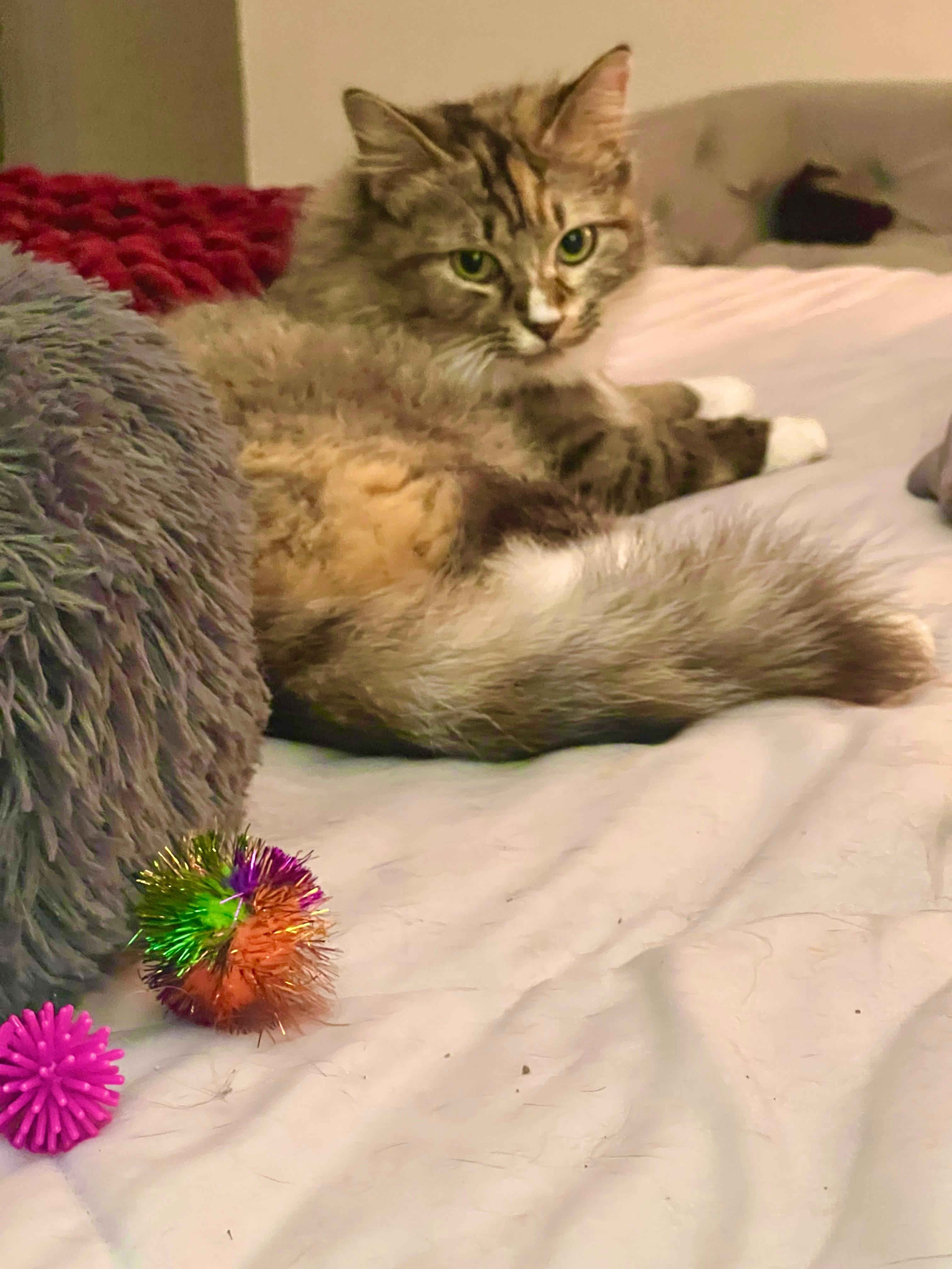 Enlarge Jazzy, a ADOPTABLE Domestic Long Hair in Boca Raton, FL image 5/5