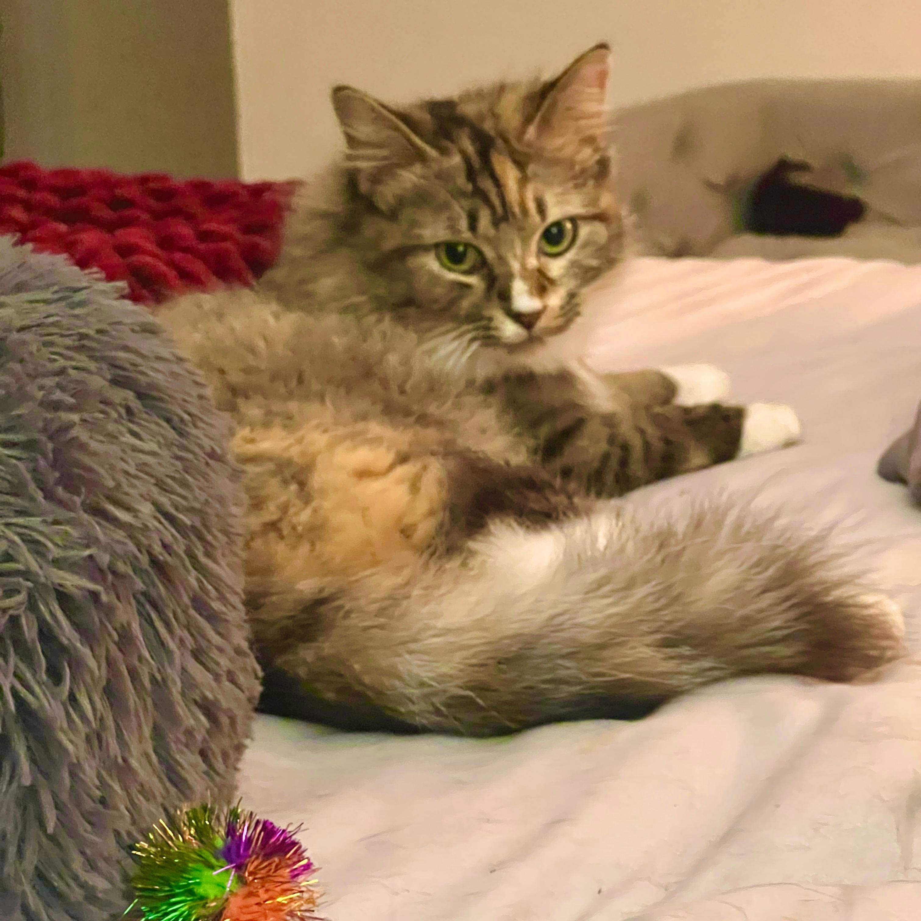 Enlarge Jazzy, a ADOPTABLE Domestic Long Hair in Boca Raton, FL image 4/5