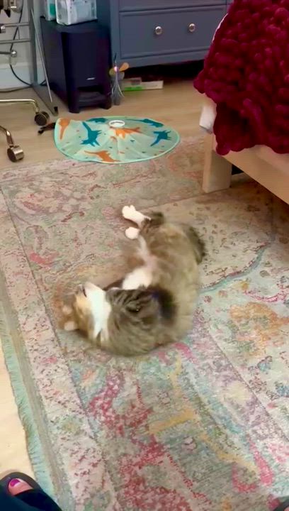 Enlarge Jazzy, a ADOPTABLE Domestic Long Hair in Boca Raton, FL video 4/5