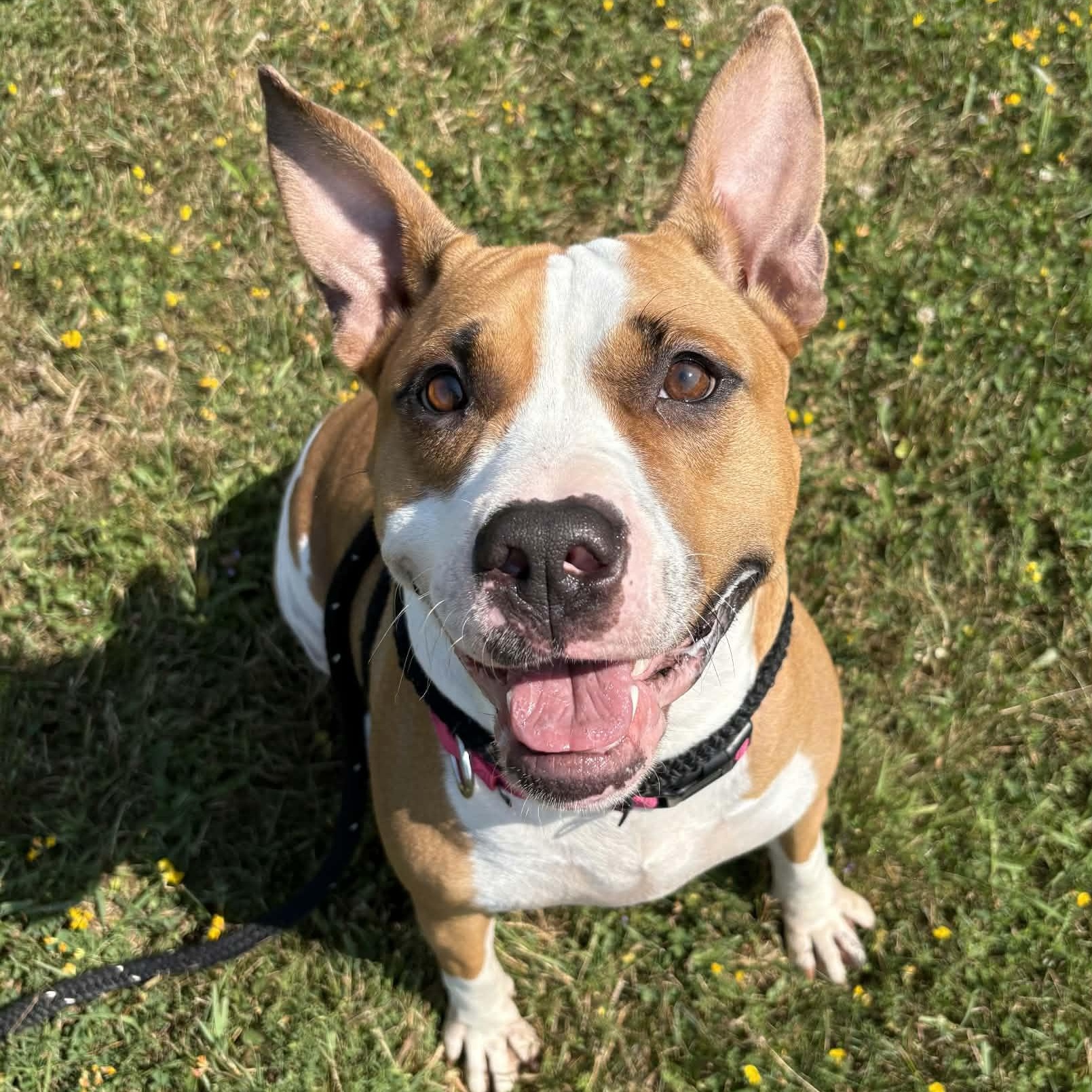 Coral, ADOPTABLE, Young Female Terrier.