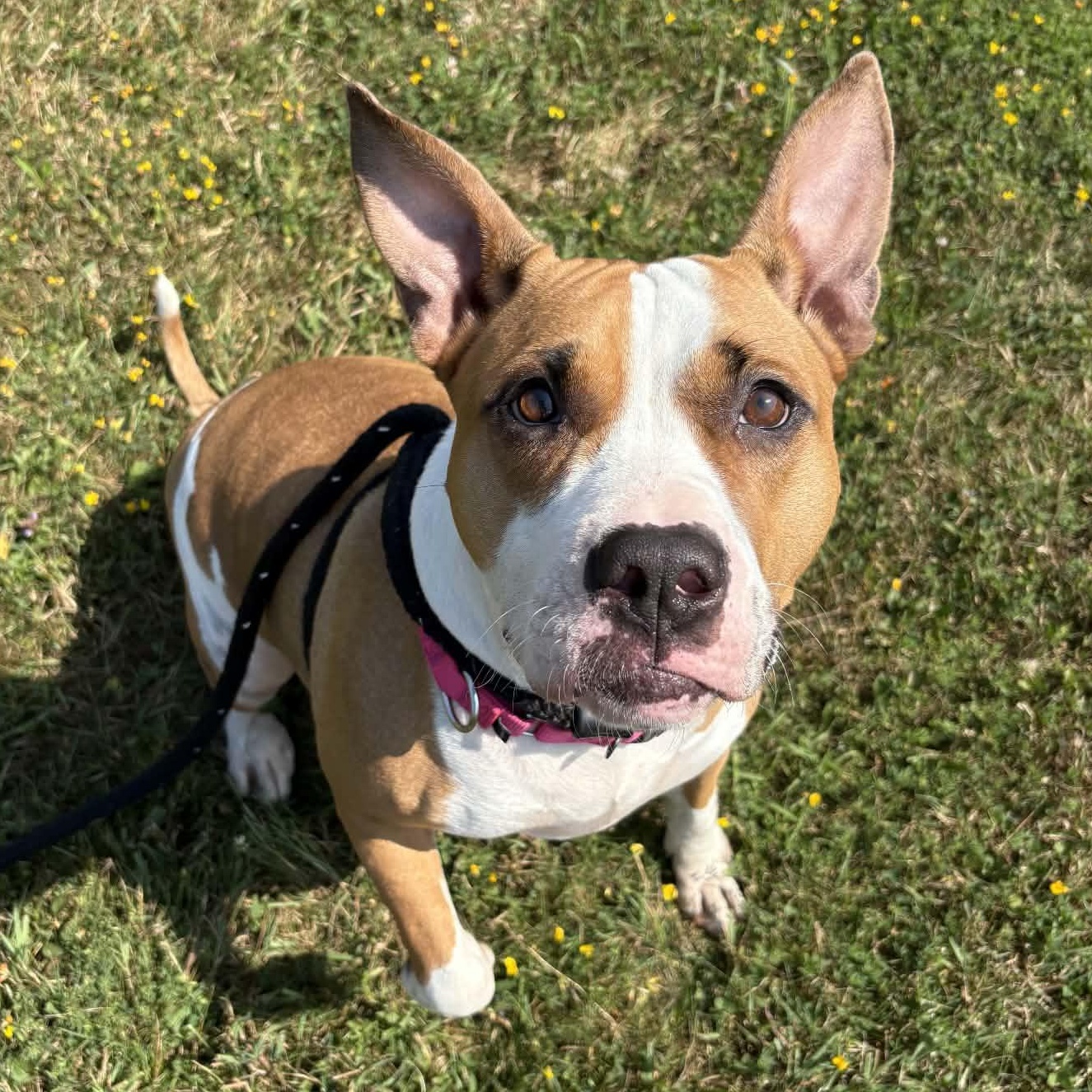 Coral, a ADOPTABLE Terrier in North Syracuse, NY image 4/4