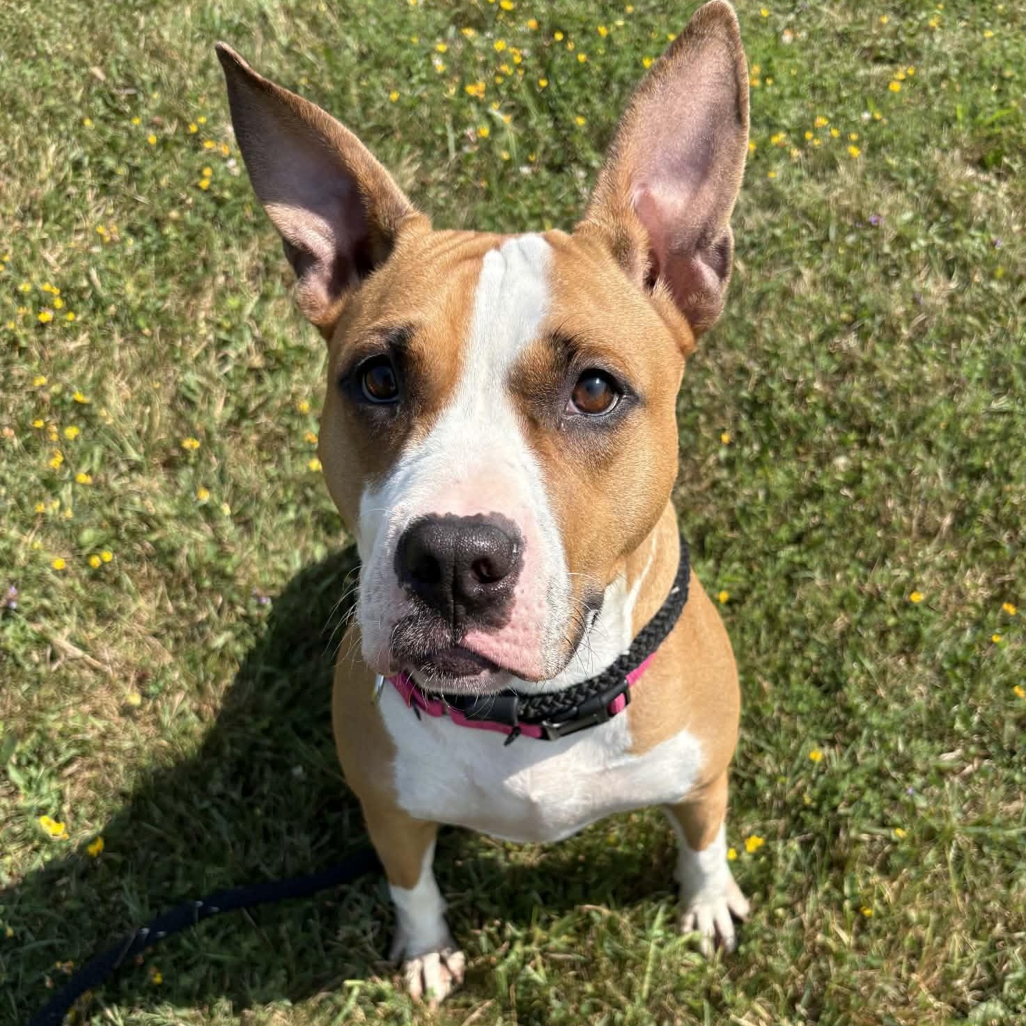 Coral, a ADOPTABLE Terrier in North Syracuse, NY image 3/4
