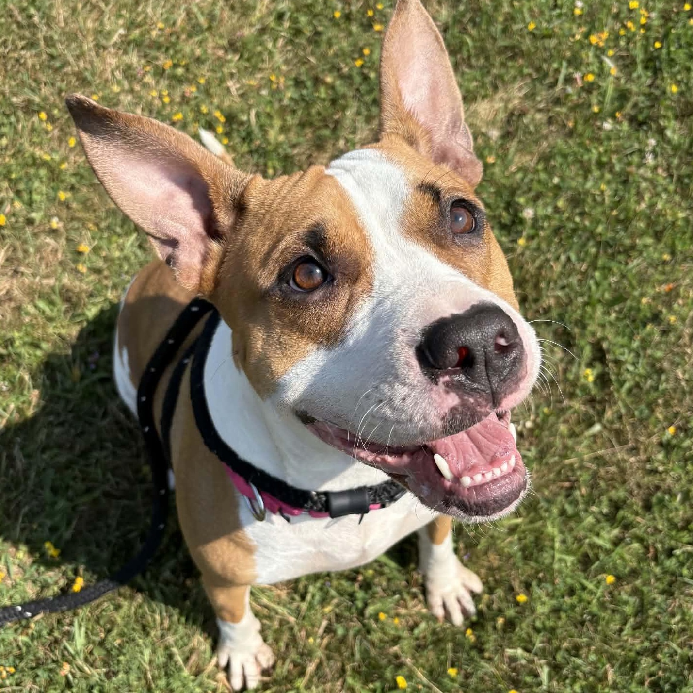 Coral, a ADOPTABLE Terrier in North Syracuse, NY image 2/4