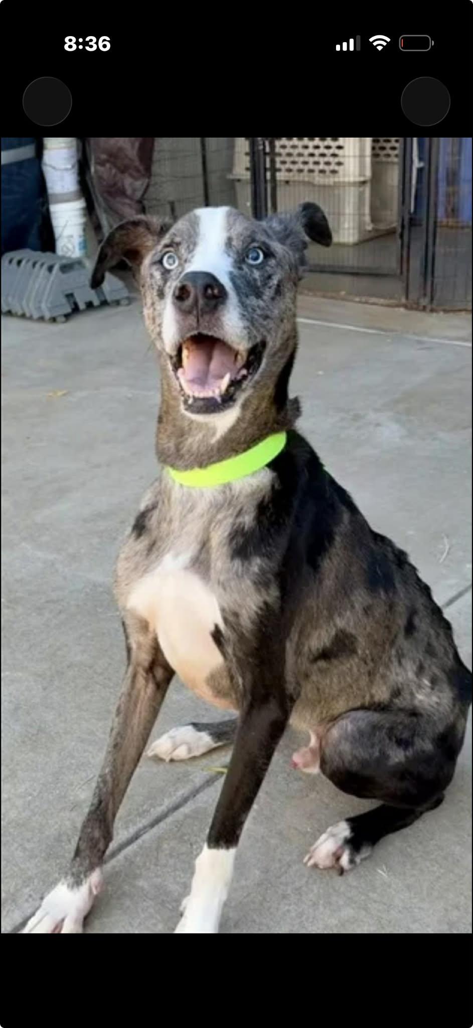 Nabeen , a ADOPTABLE mixed breed in Elkhorn, WI image 1/3