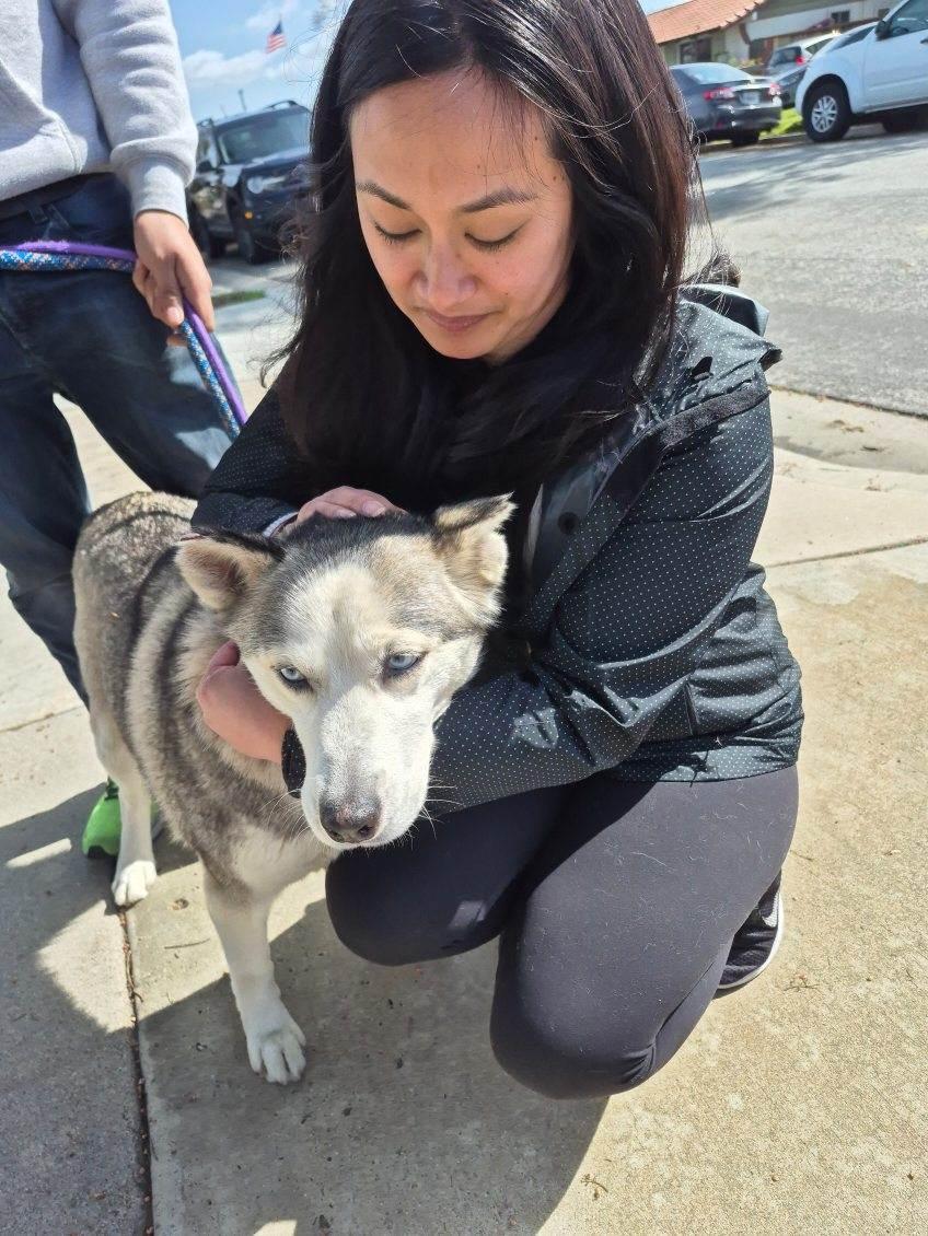 Princess Elsa! Mini husky!