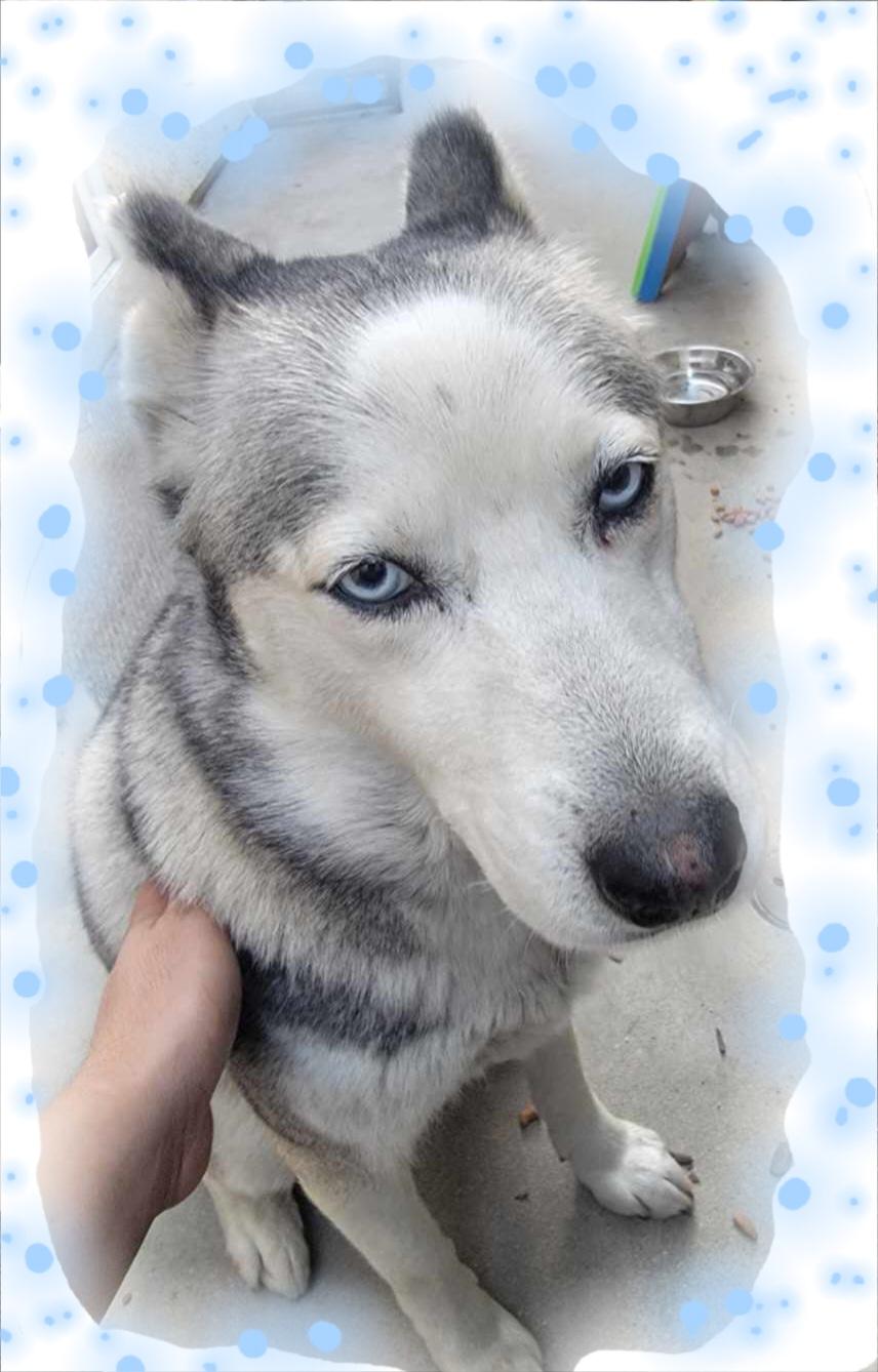 Princess Elsa! Mini husky!