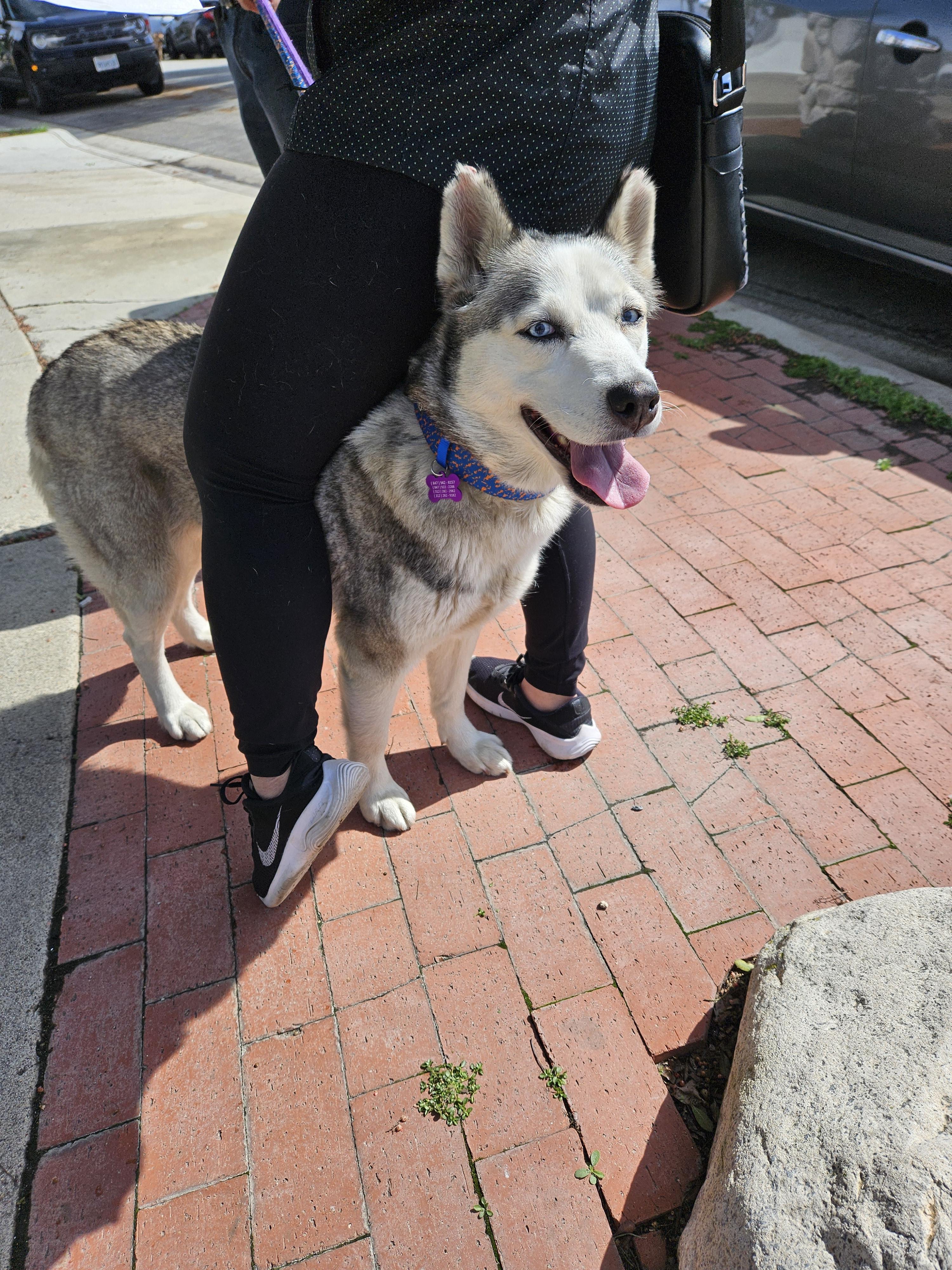Princess Elsa! Mini husky!