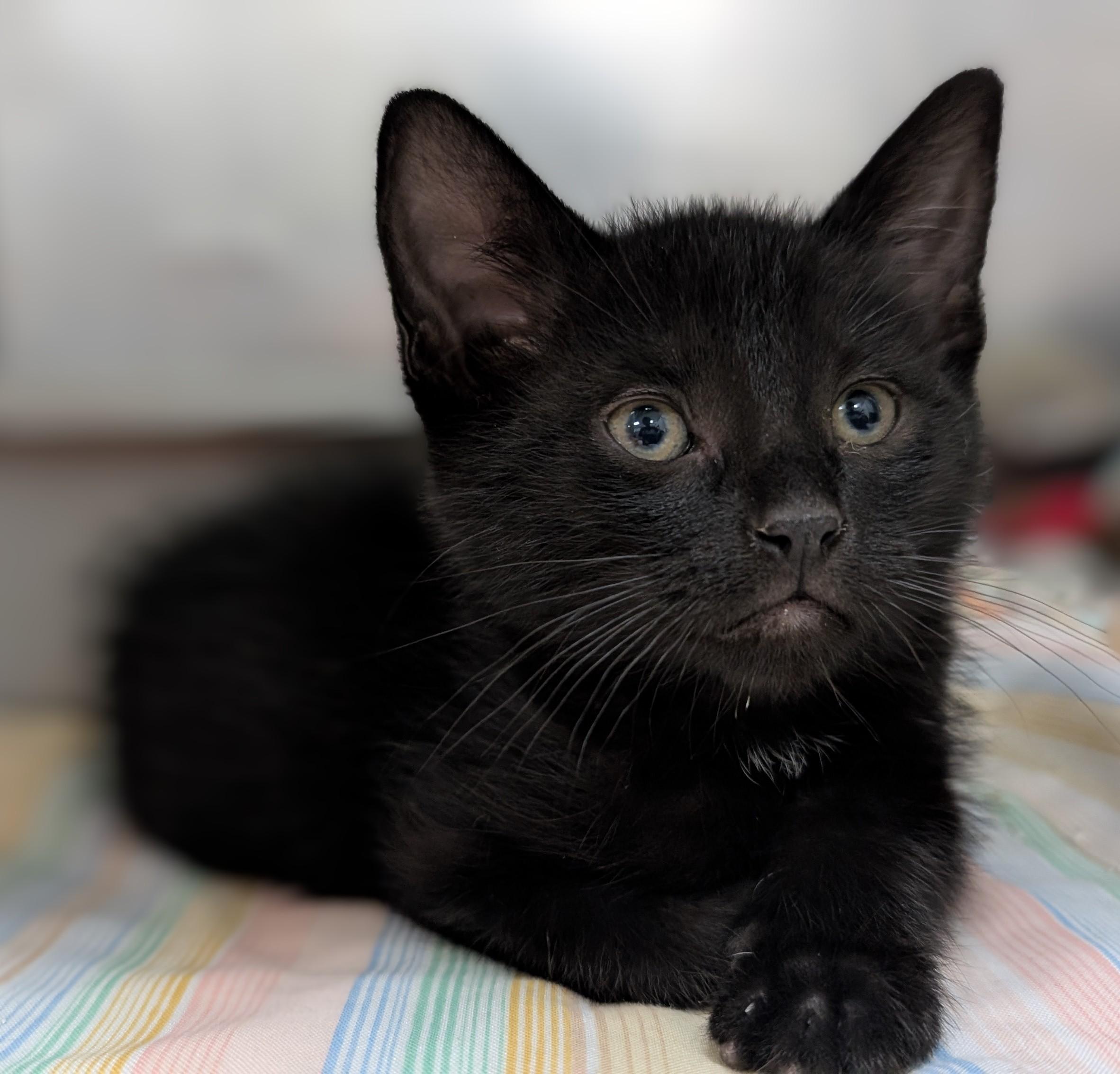 Edgar, Baby Male Domestic Short Hair