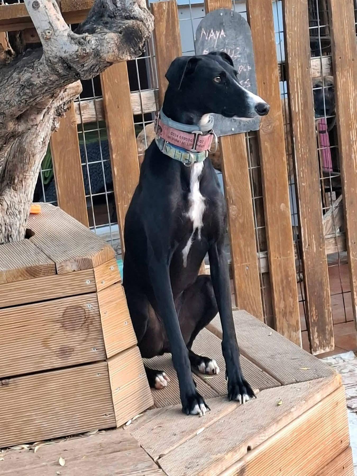 Enlarge Mizuki, a Adoptable Galgo Spanish Greyhound in Winter Park, FL image 2/3