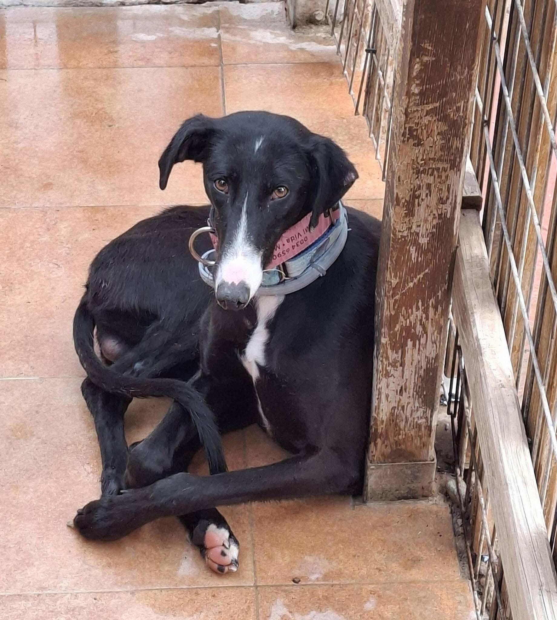 Mizuki, Adoptable, Young Male Galgo Spanish Greyhound.