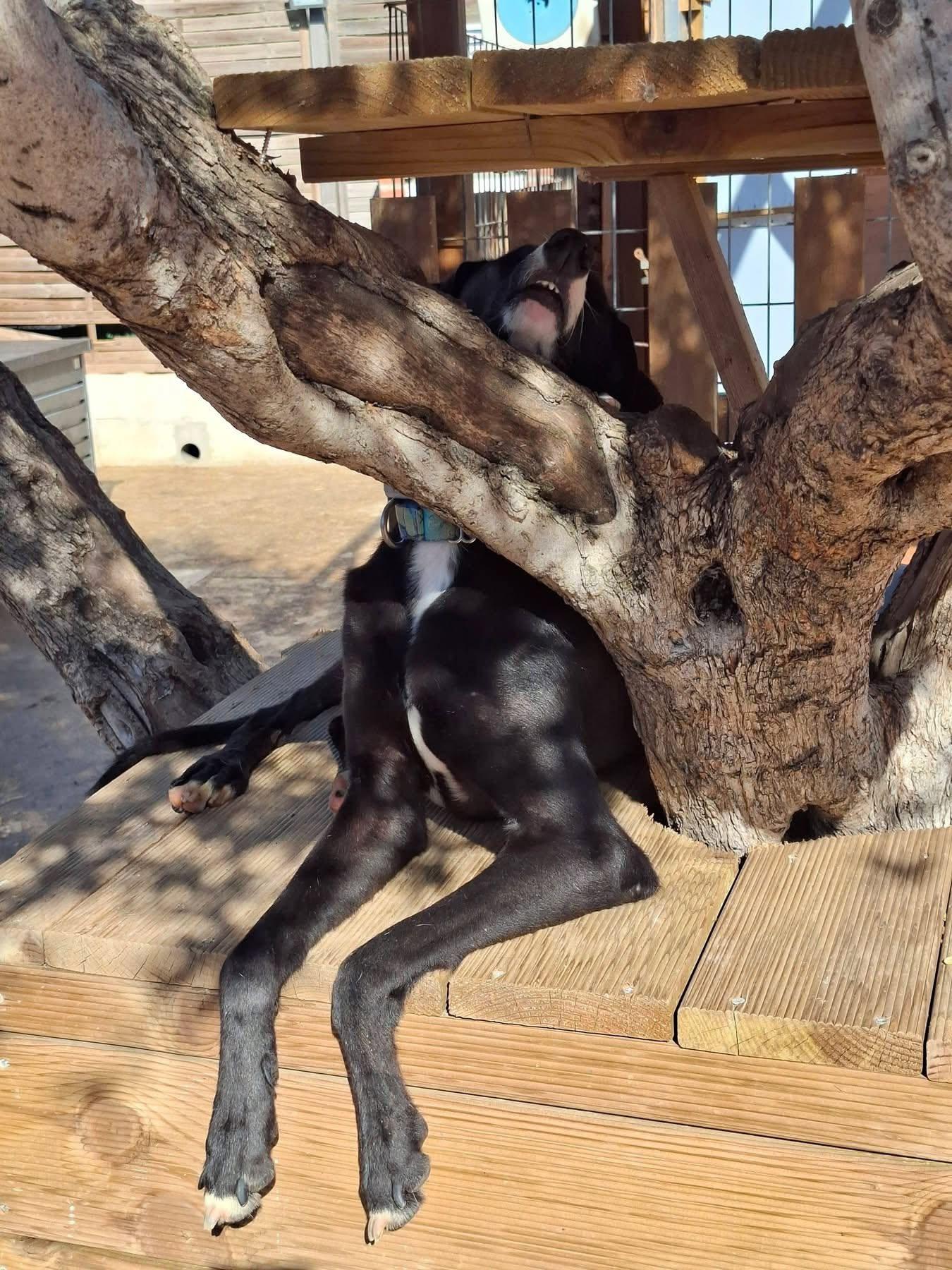 Enlarge Mizuki, a Adoptable Galgo Spanish Greyhound in Winter Park, FL image 3/3