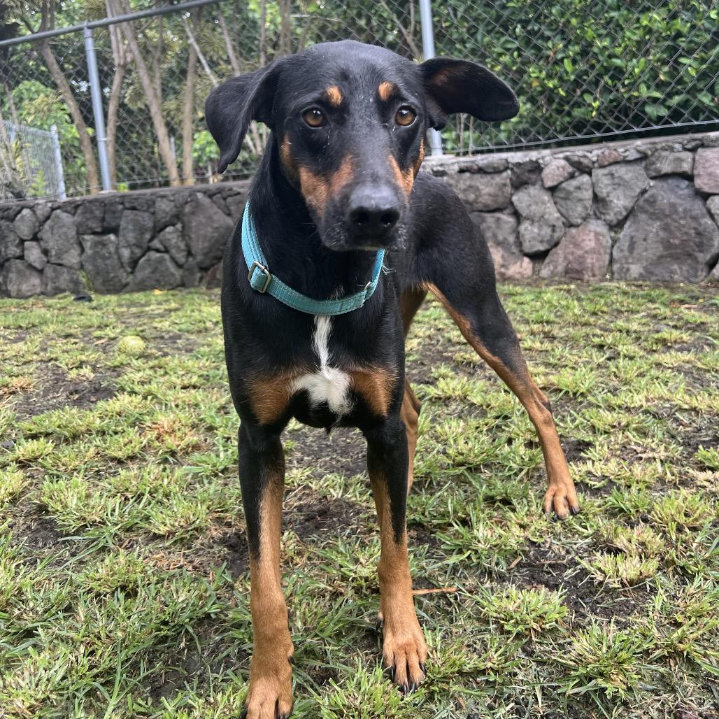 Enlarge Waffles, a Adoptable Mixed Breed in Keaau, HI image 1/6