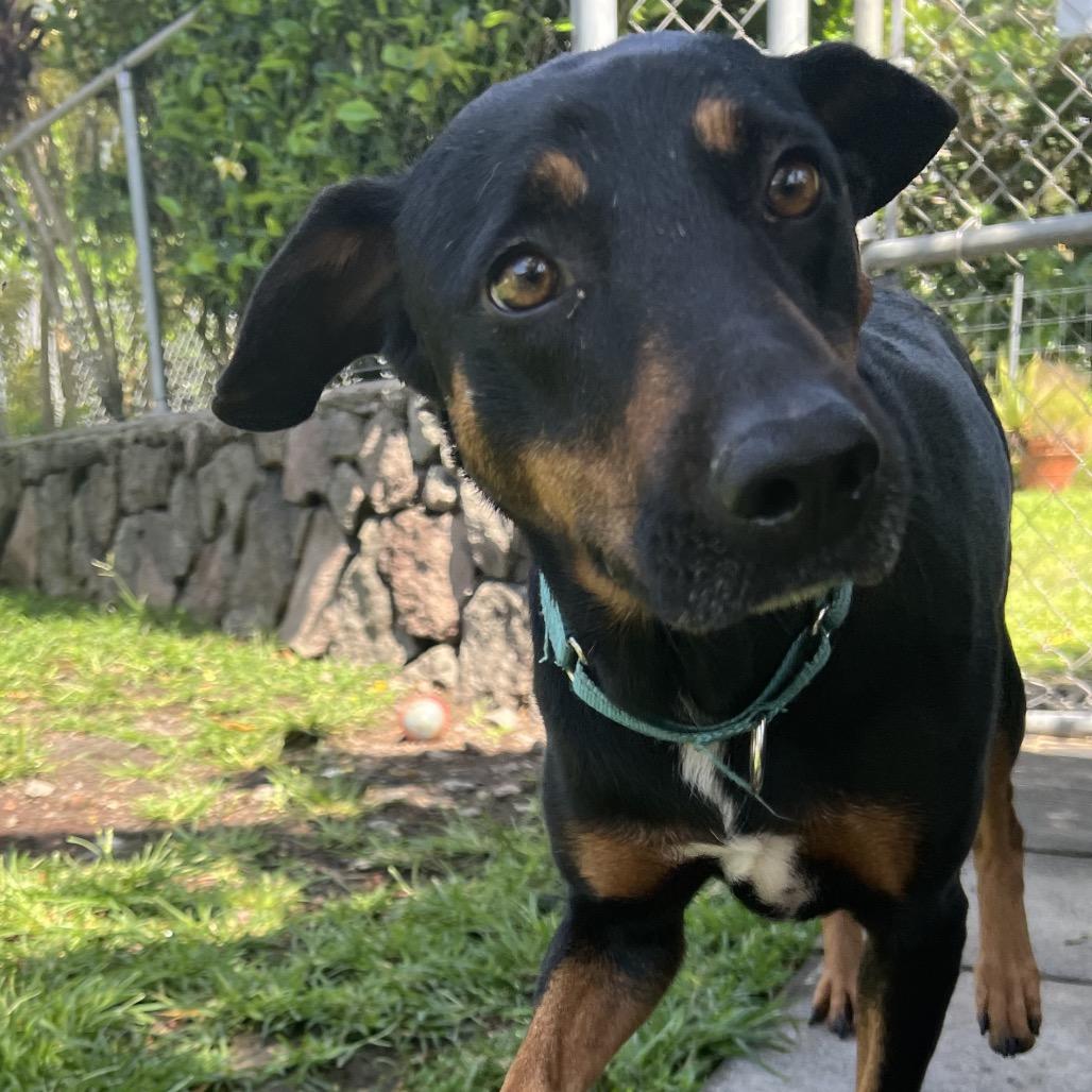 Enlarge Waffles, a Adoptable Mixed Breed in Keaau, HI image 2/6